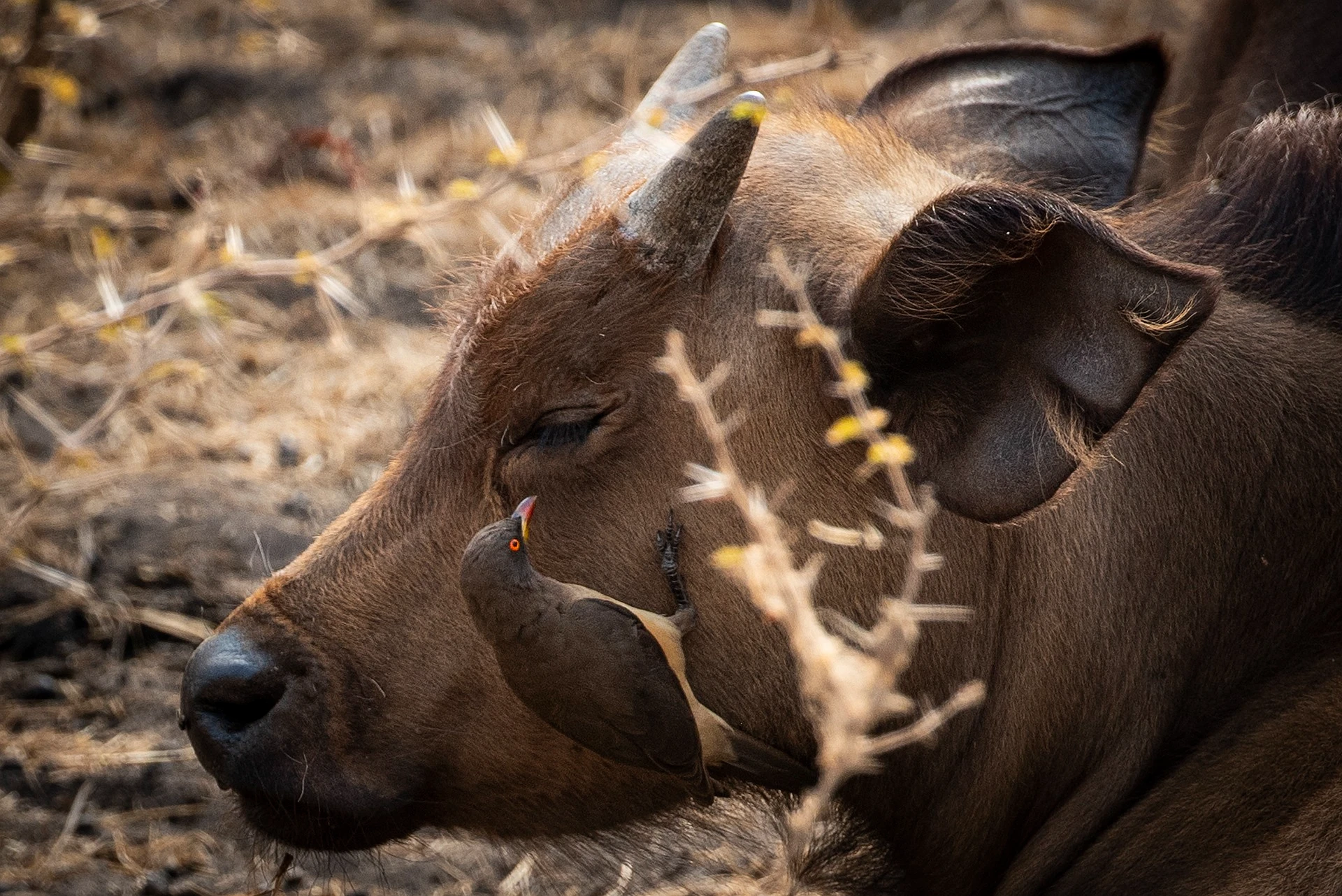 kenya tanzania lodge trips - baby buffalo