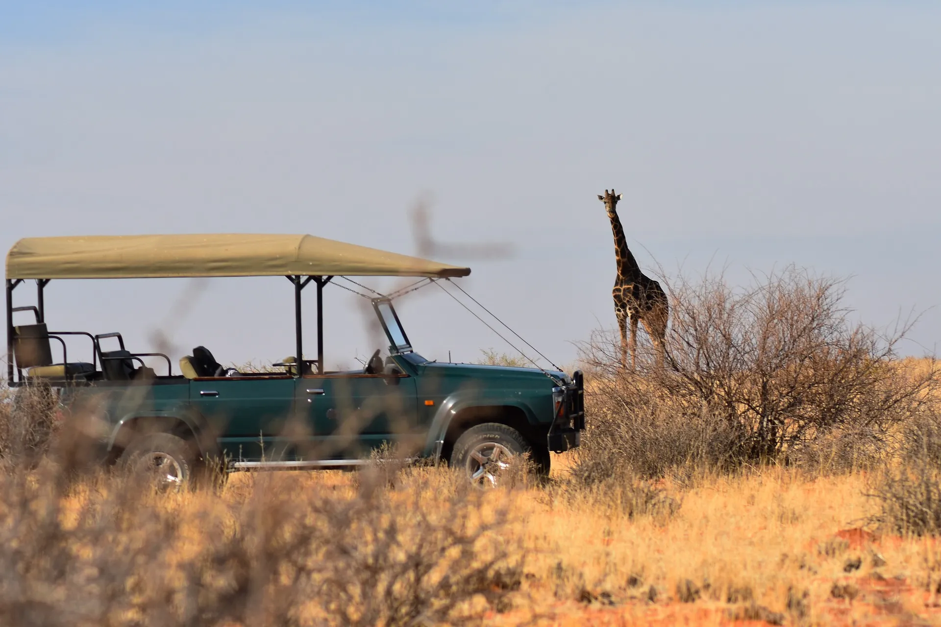 Enjoying game drives - giraffe