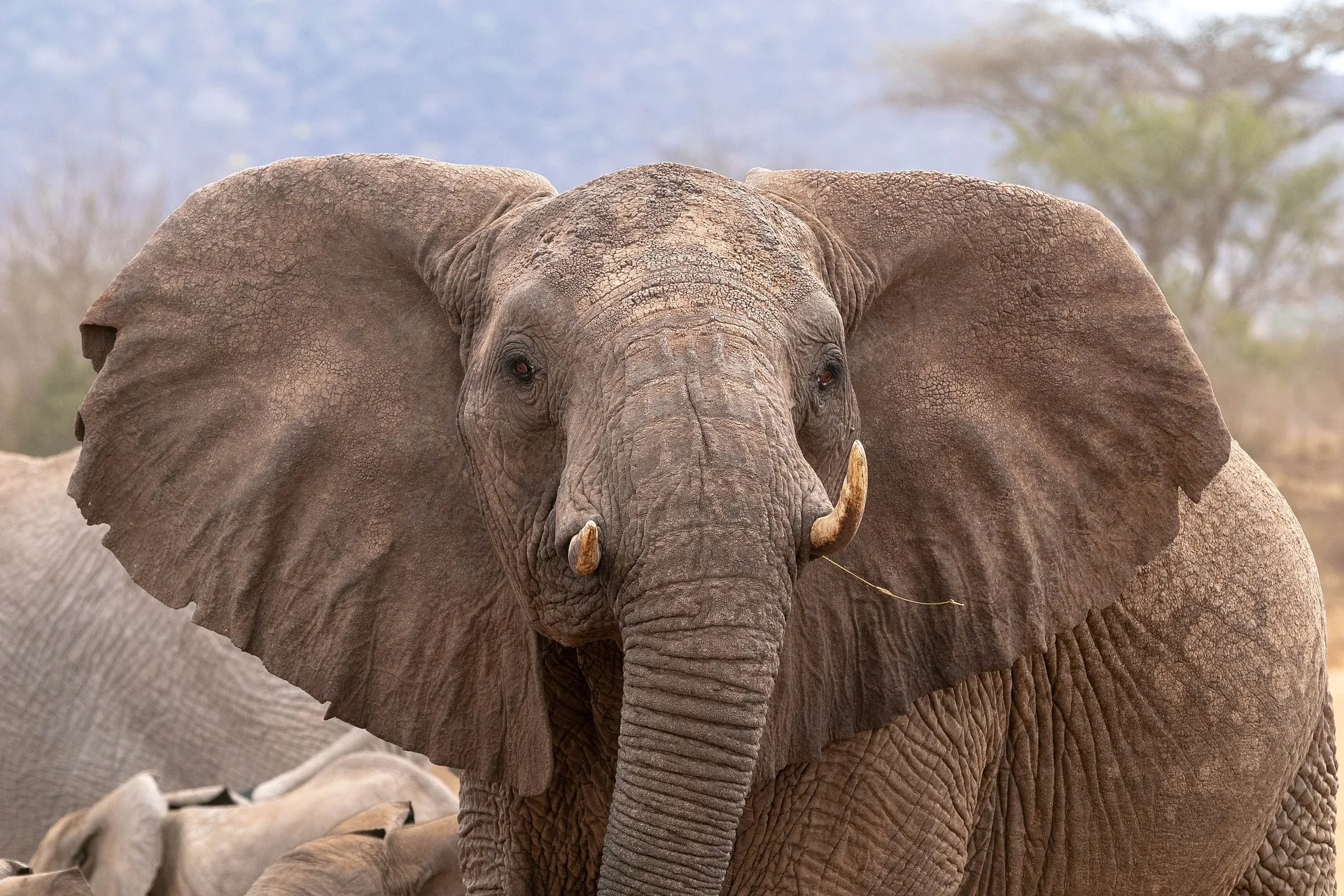 7 day african safari tours - elephant