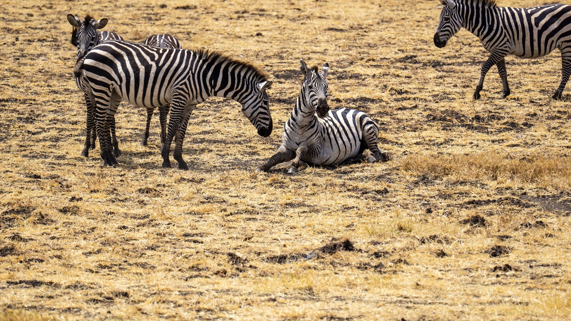 safaris in tanzania and kenya - zebras