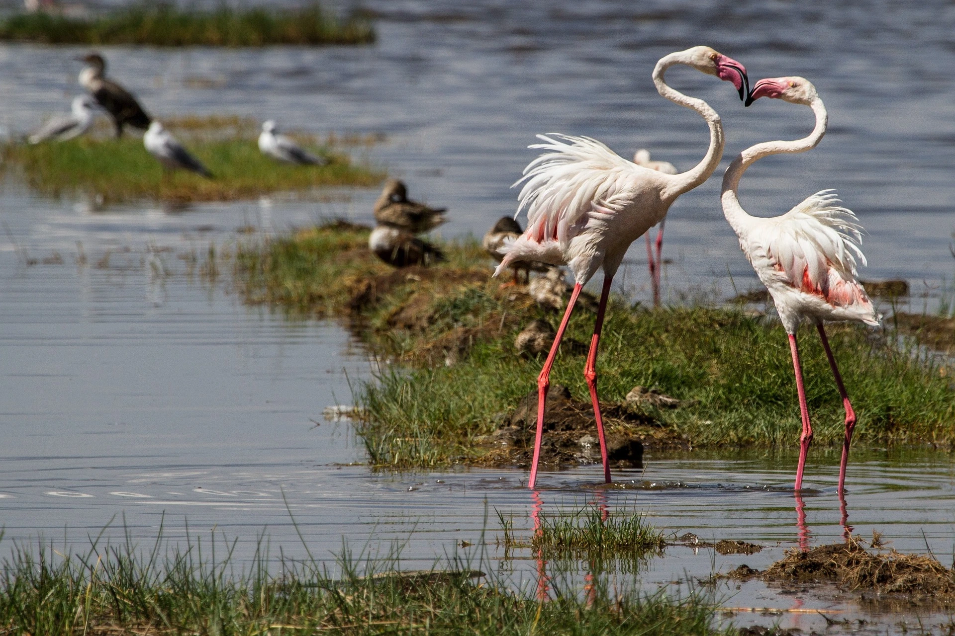 Flamingos at Lake Nakuru