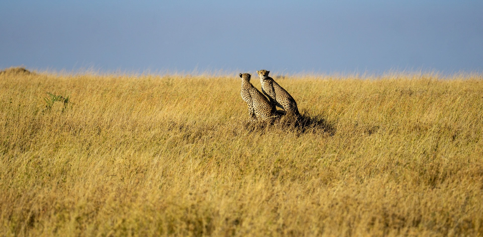 cheetah at Serengeti ready to hunt