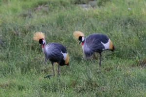 Amboseli National Park - ugandan crane