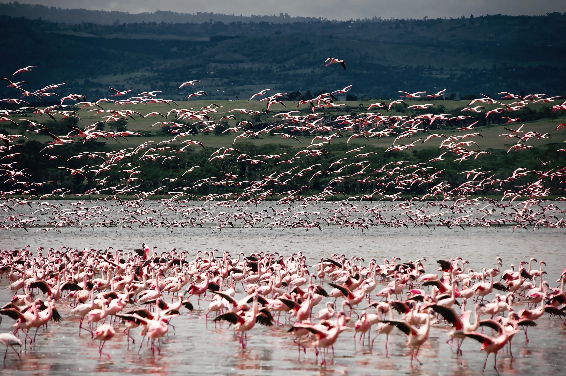 Flamingos at Lake Nakuru Kenya