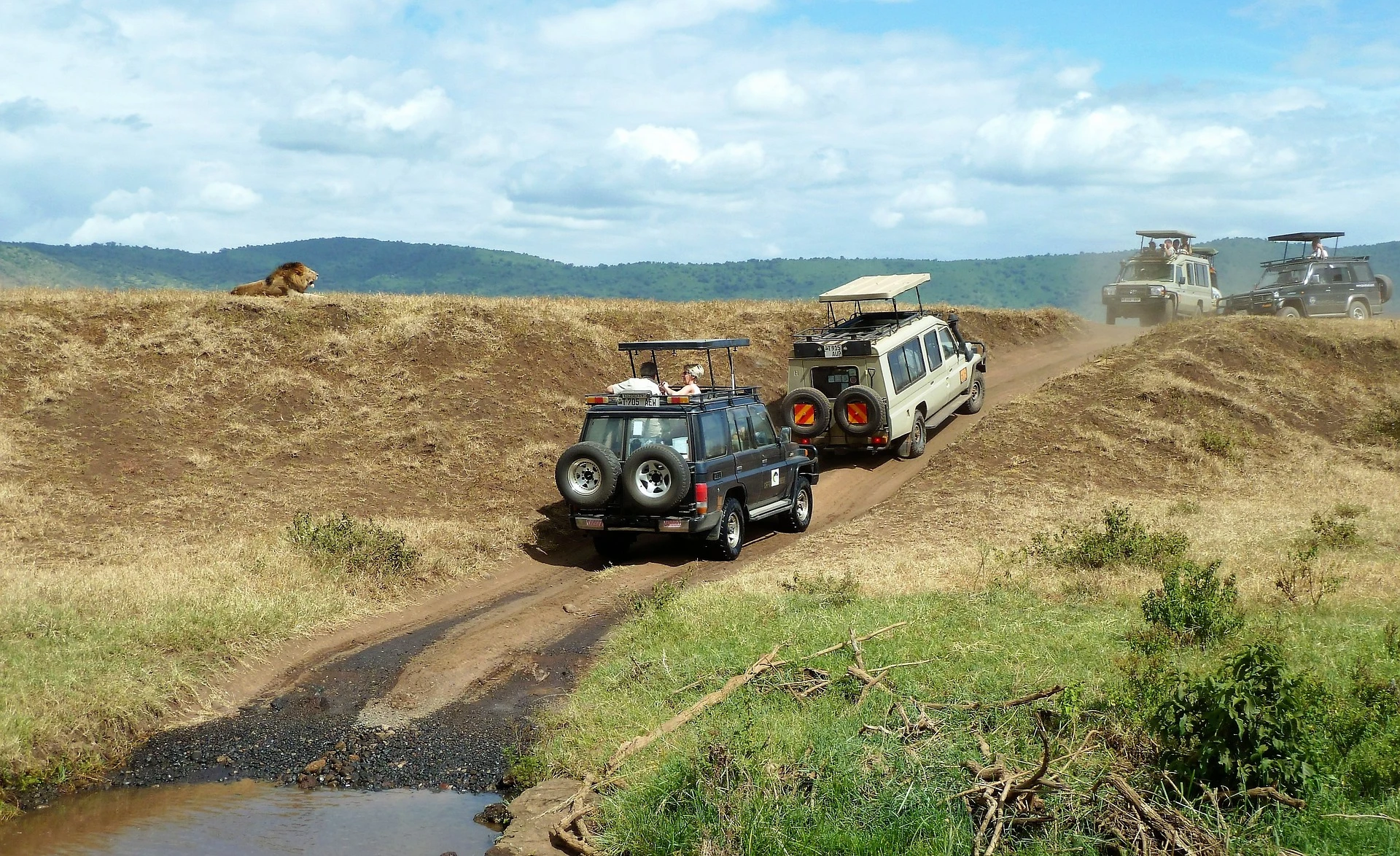 Safari vehicles and lion