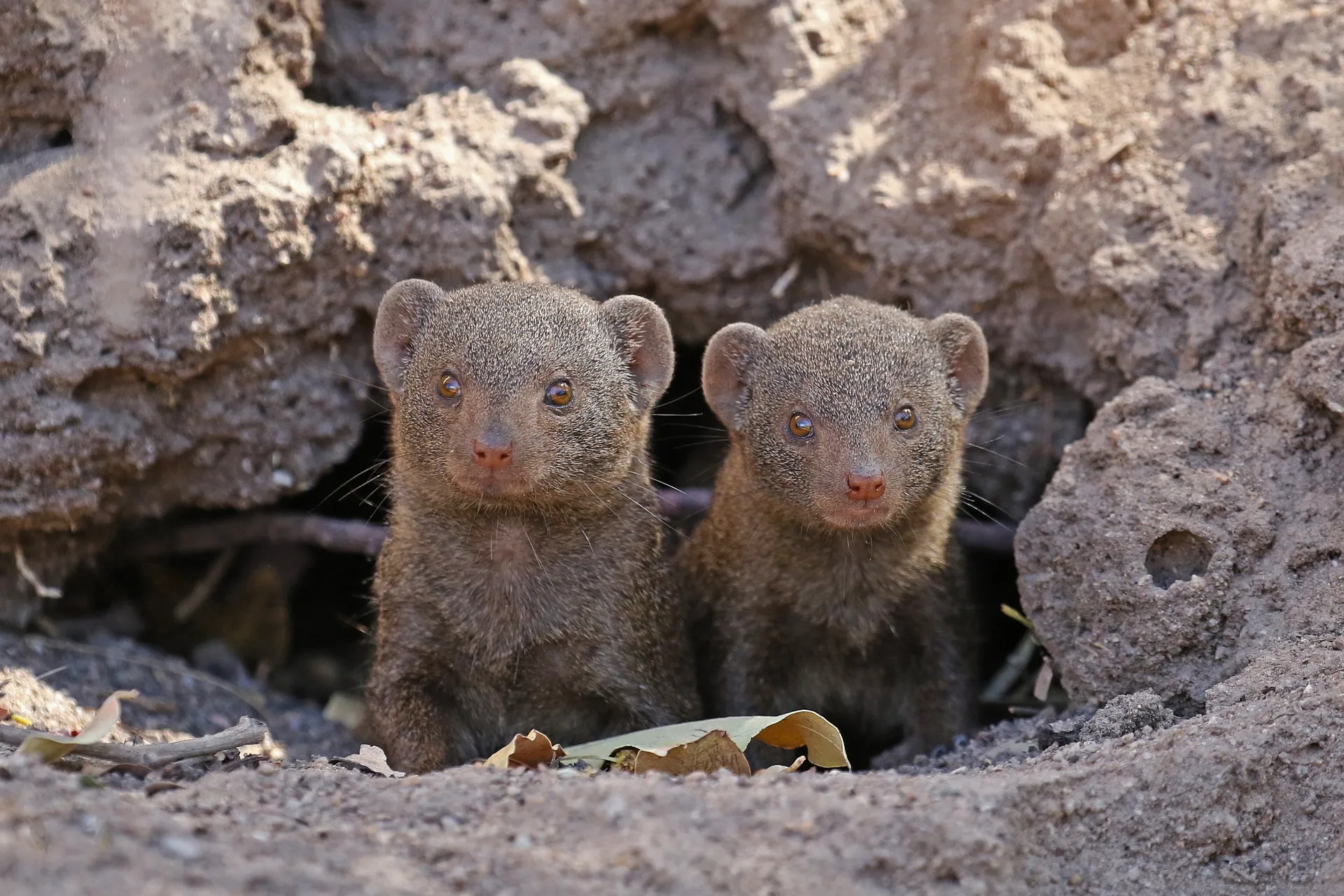 Mongoose - safari in Kenya