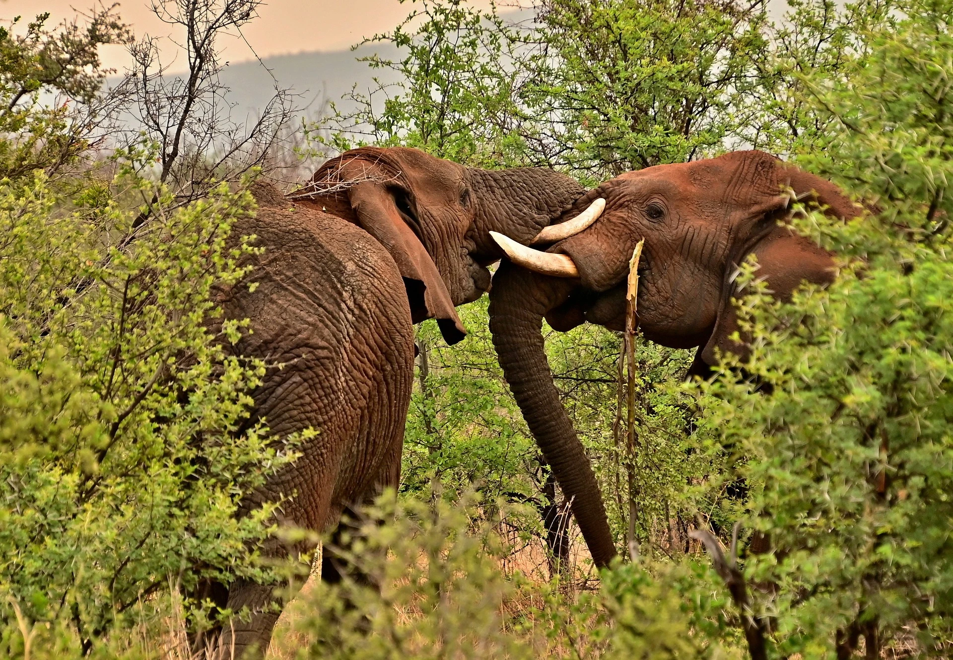 Elephants at Tsavo