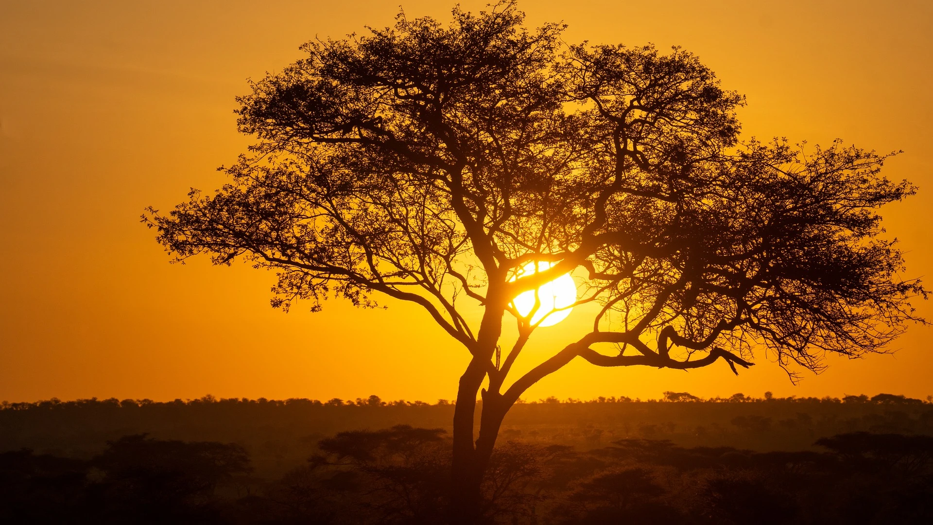 Serengeti National Park sunrise