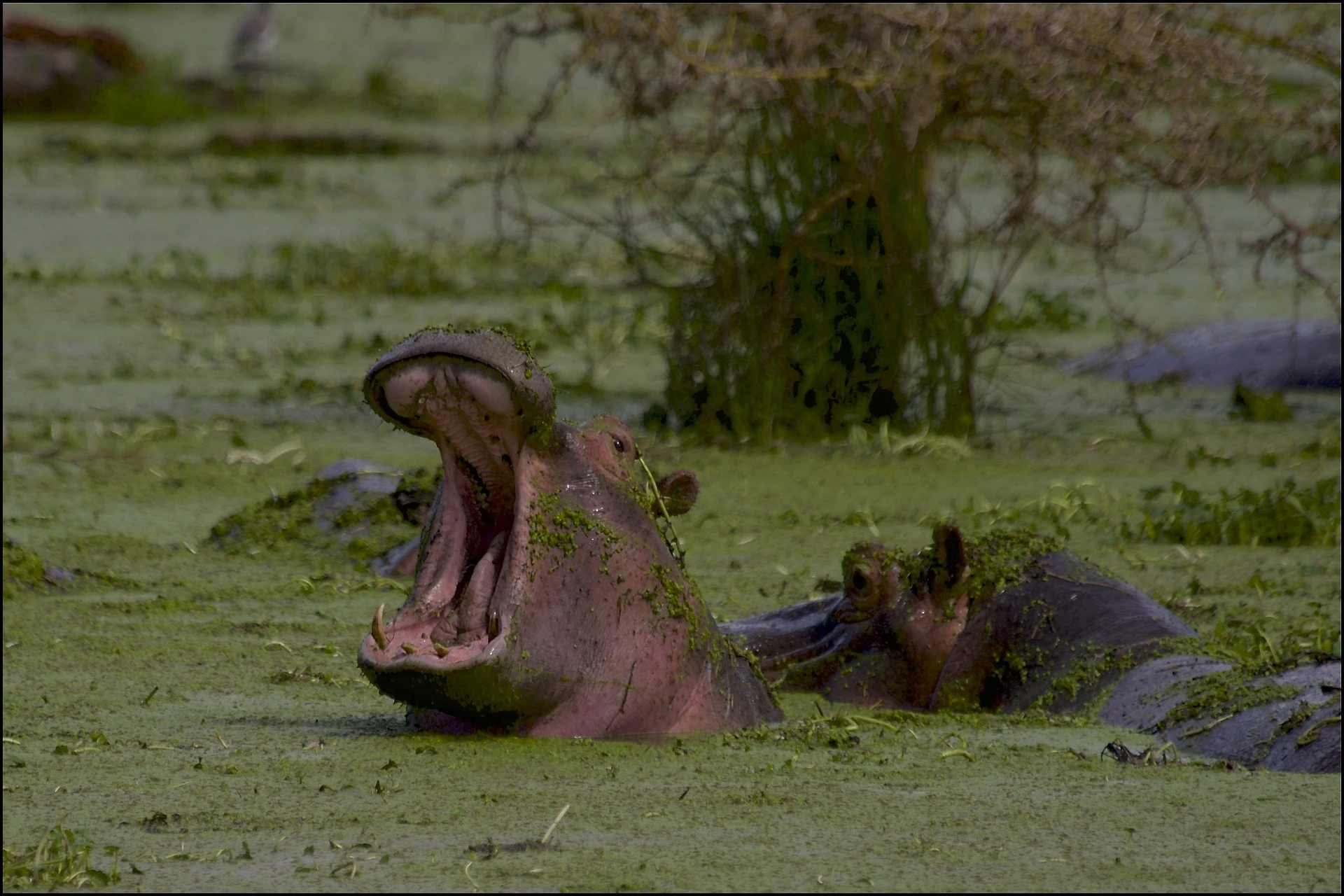 kenya tanzania - hippo