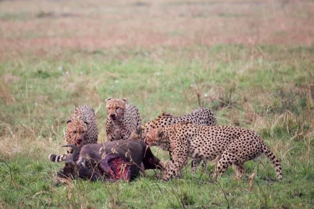 Leopard feeding on buffalo