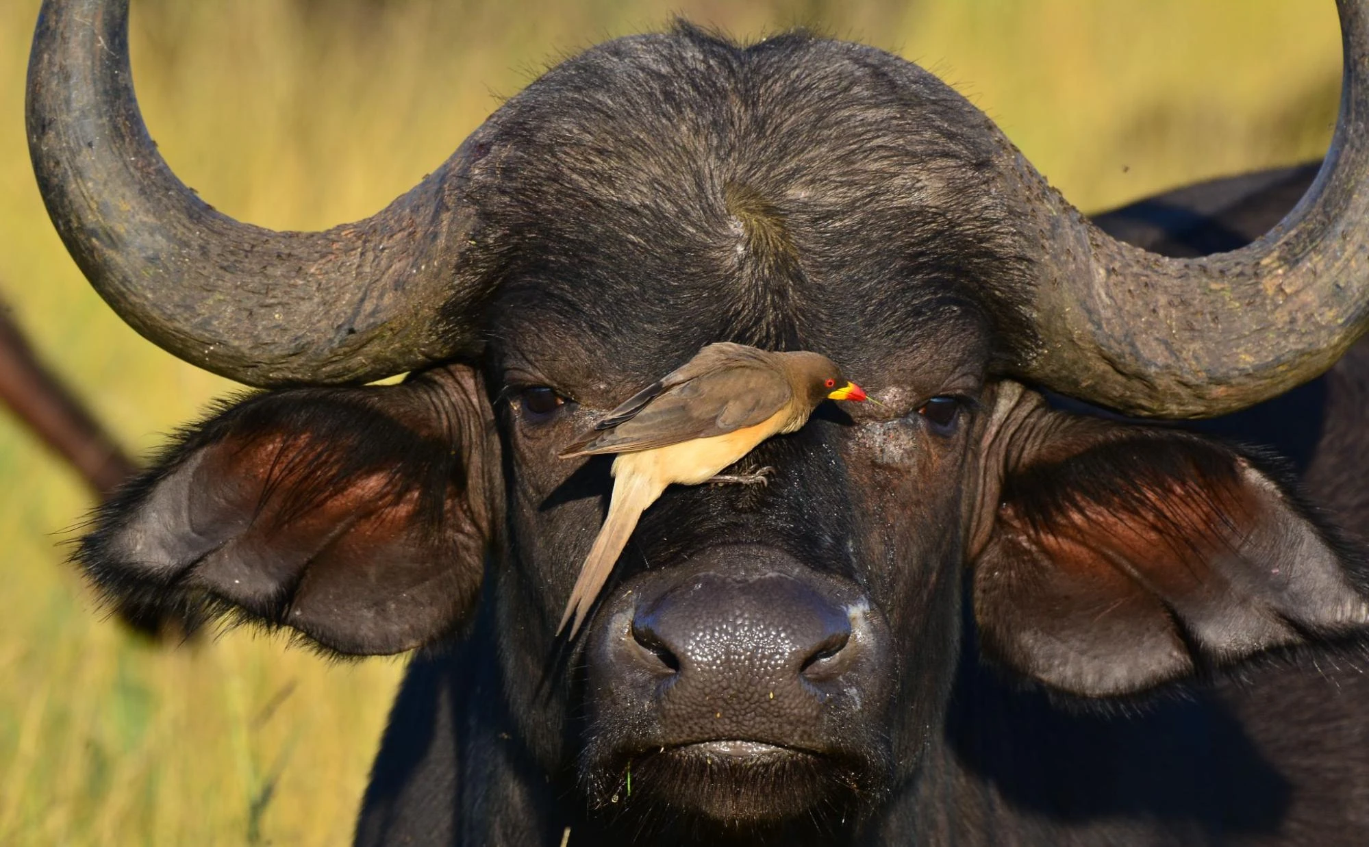 buffalo and bird