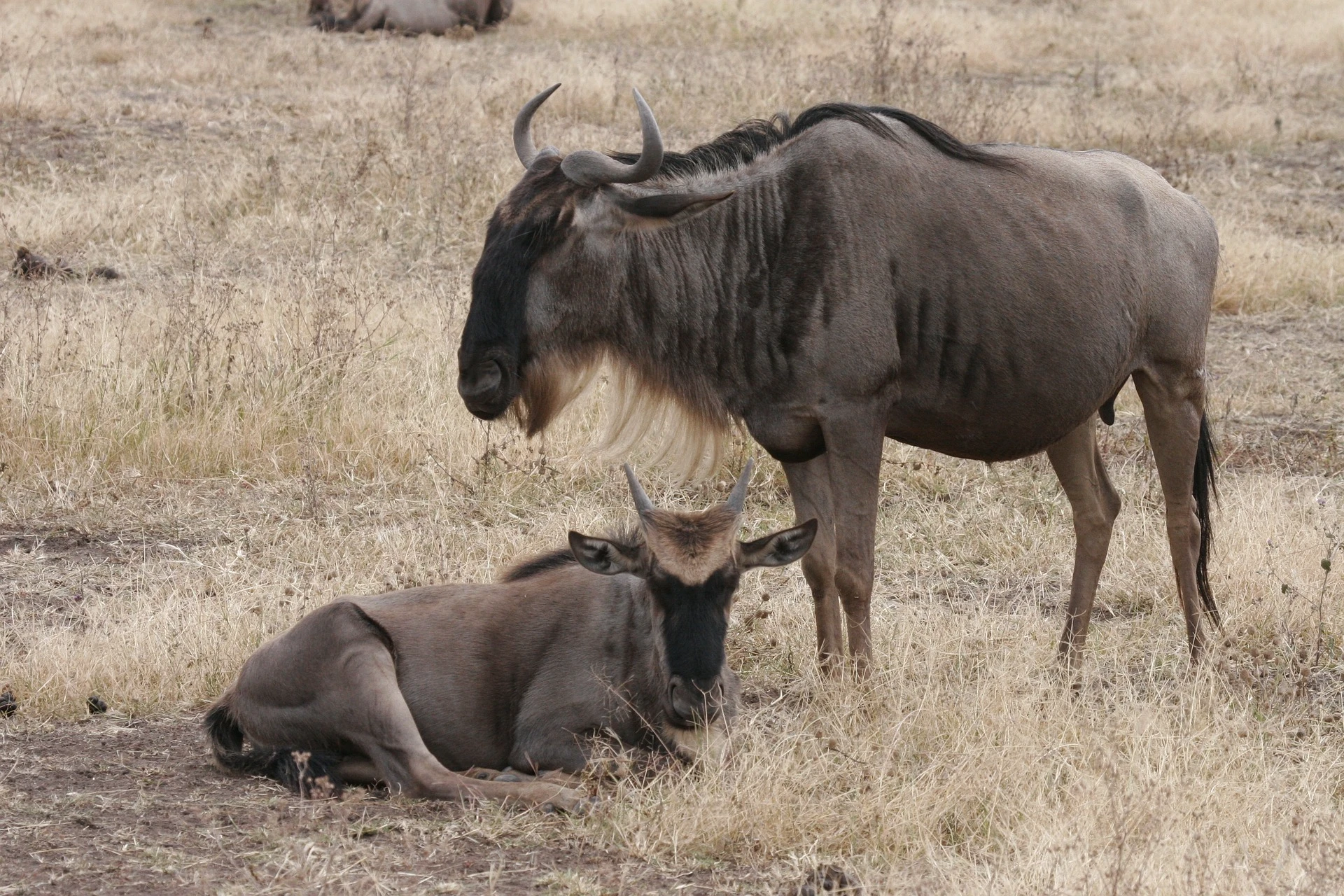 nairobi safari day trip - gunus