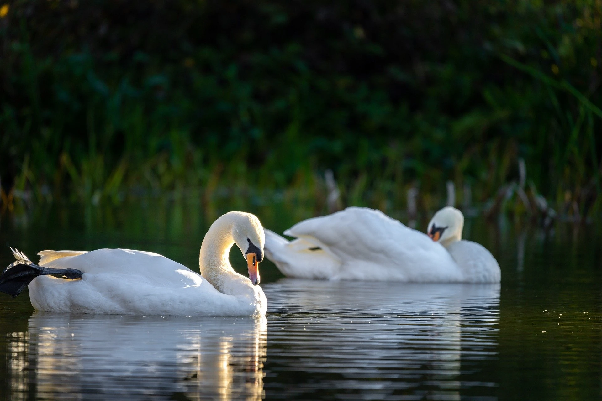 Bird in water