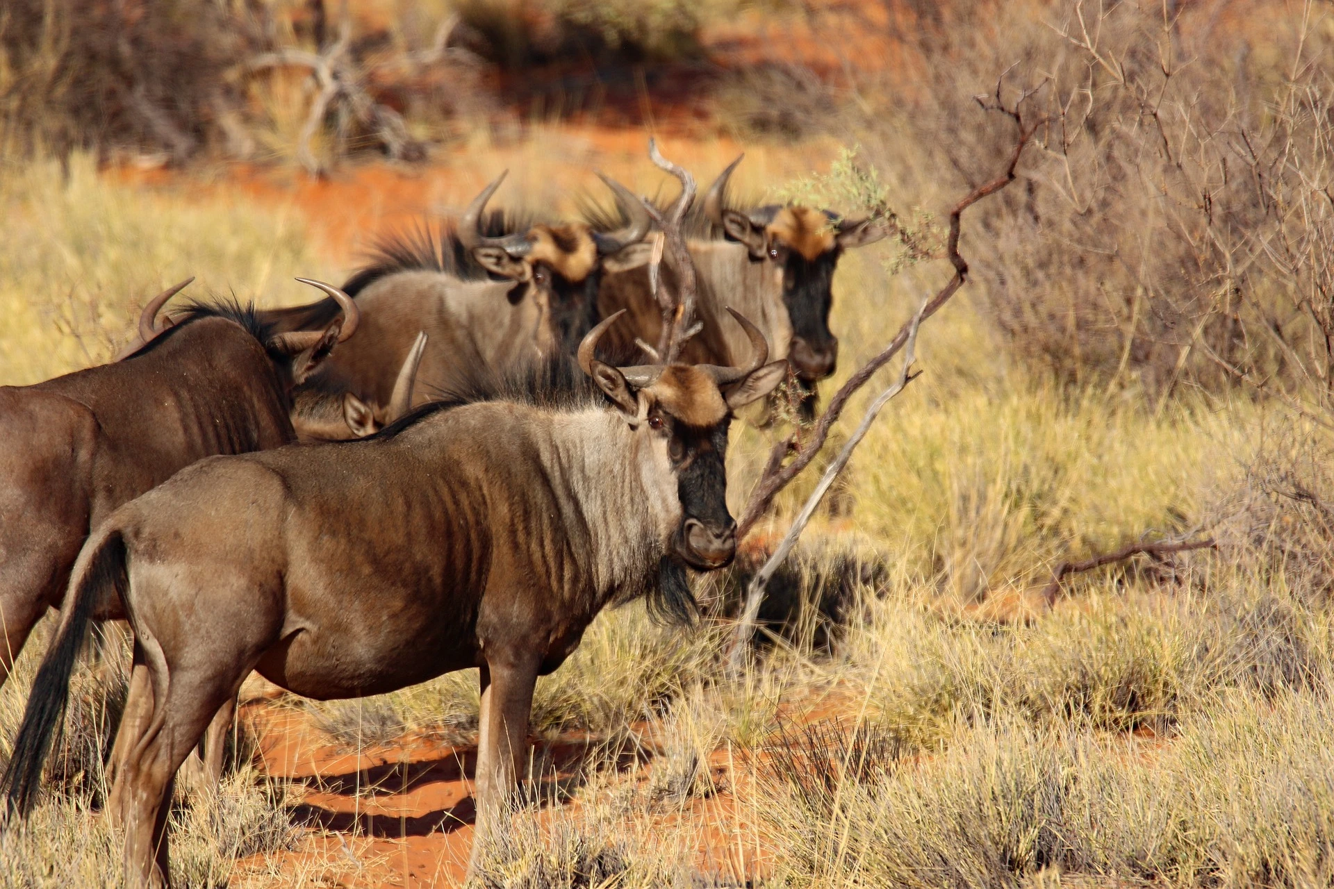 Wildebeest at the reserve -safari bookings