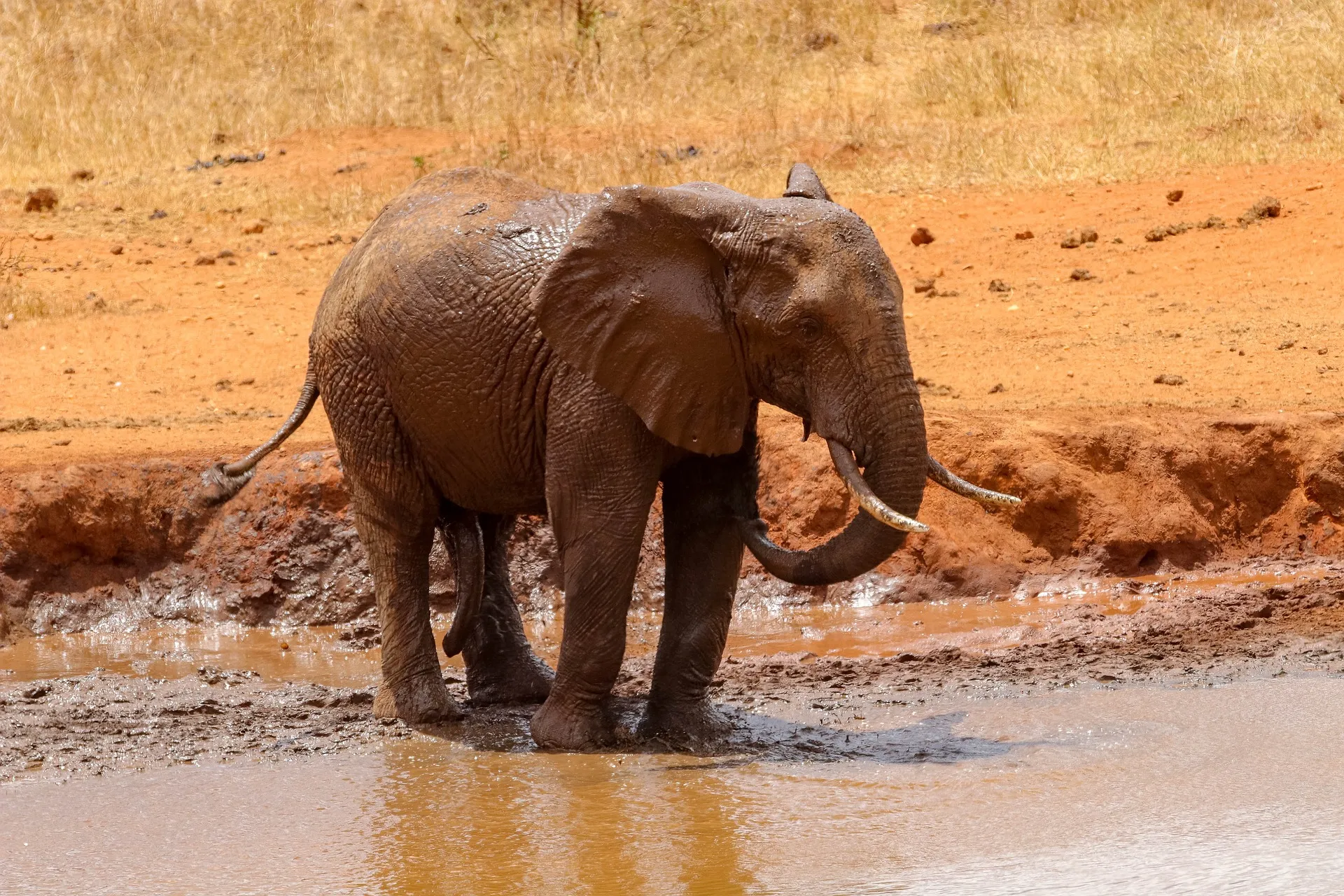 Elephant in Kenya amboseli