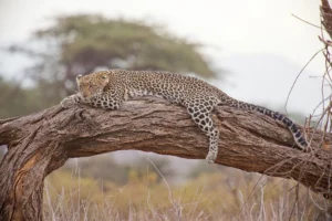 3 day Kenya safari - leopard