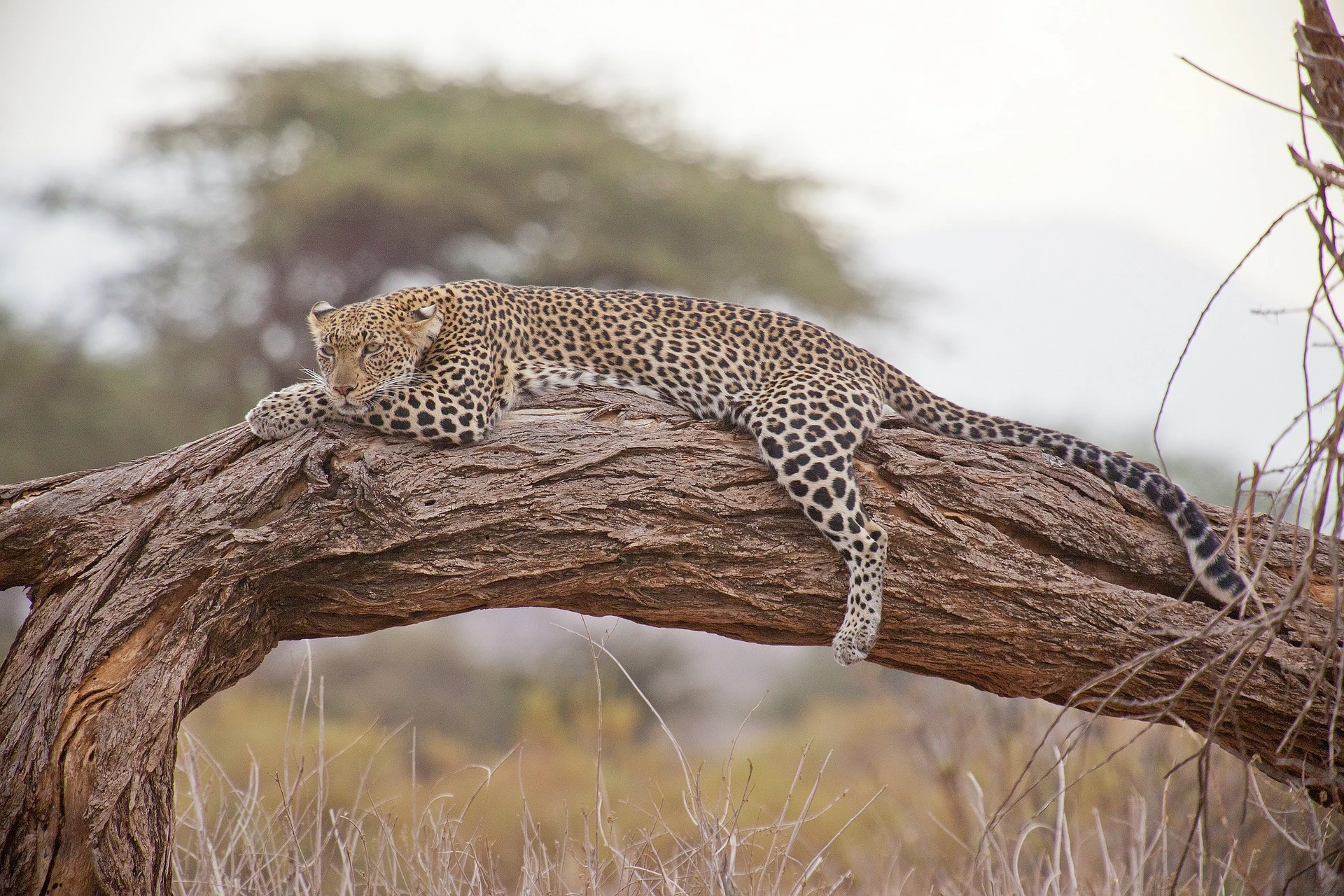 3 day Kenya safari - leopard