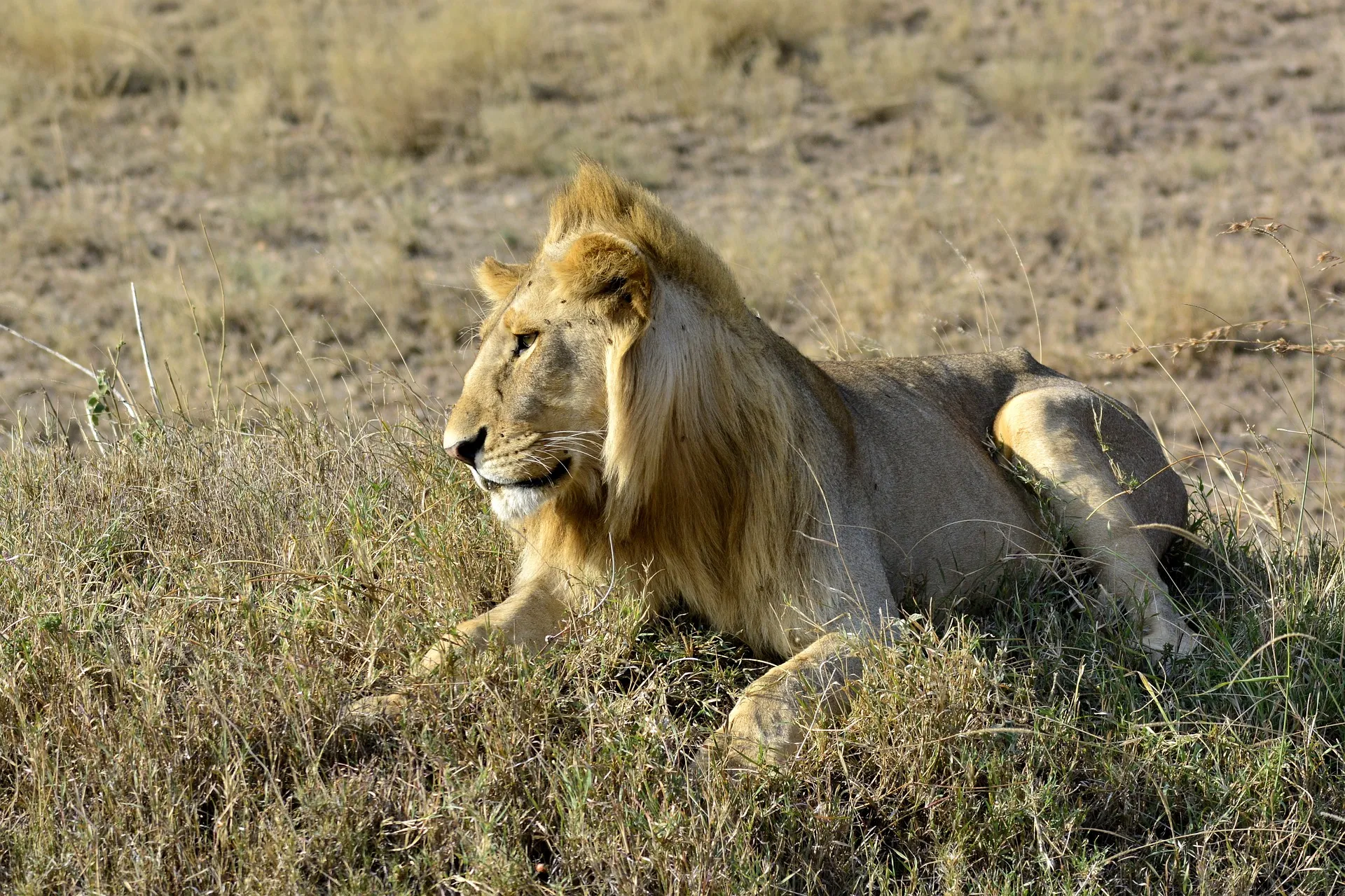 lion at Amboseli National Park