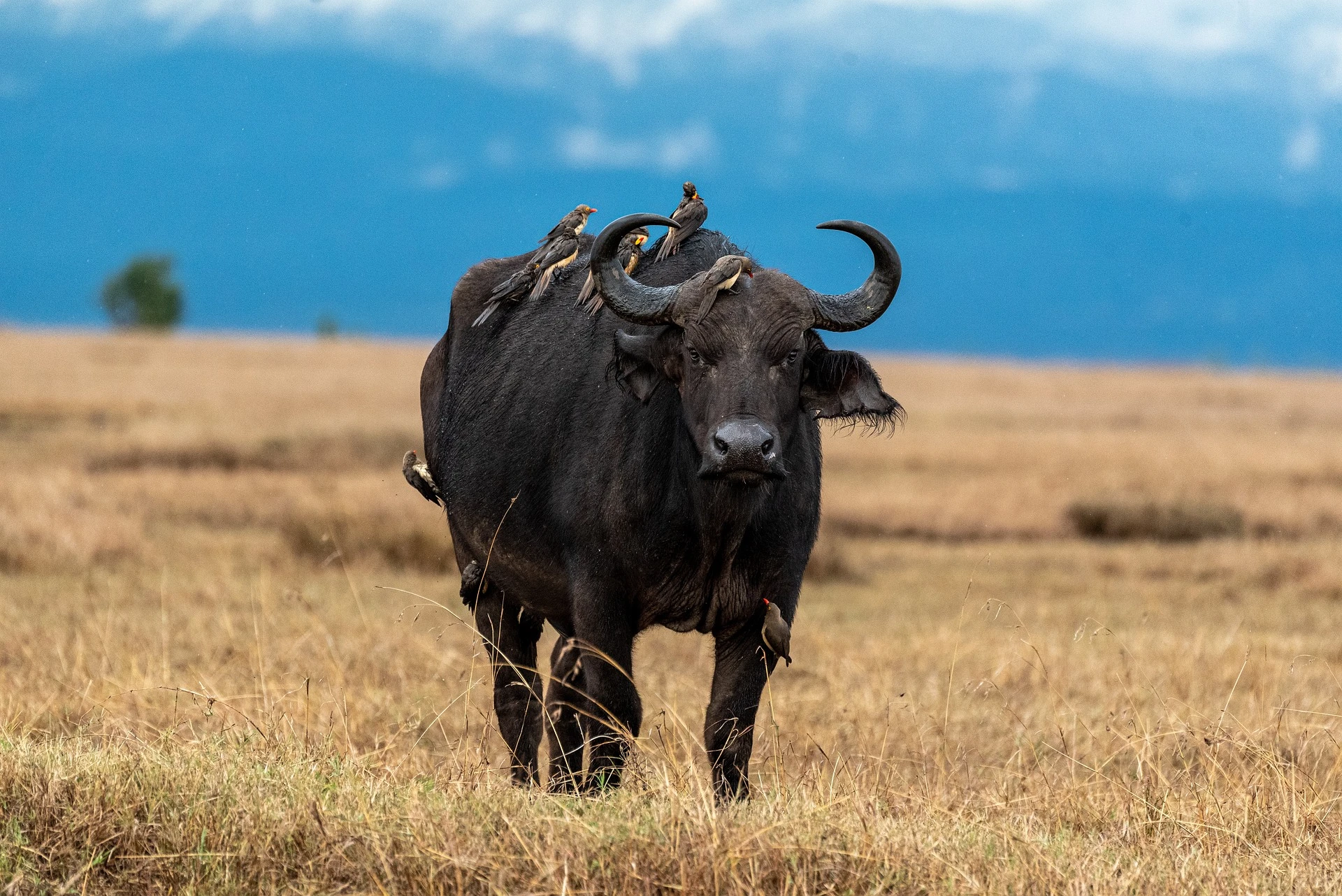 Buffalo at Samburu