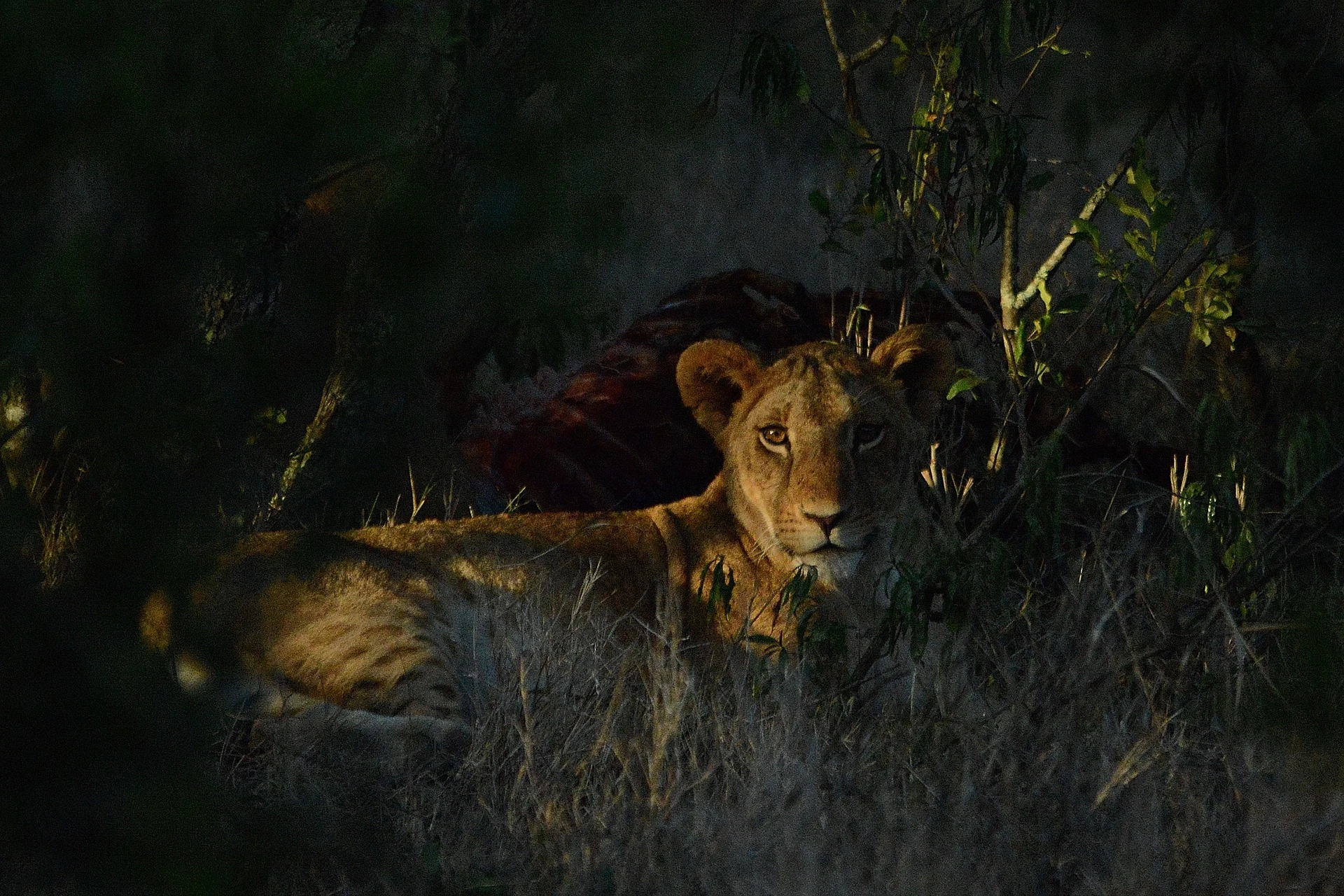 lioness in the grass