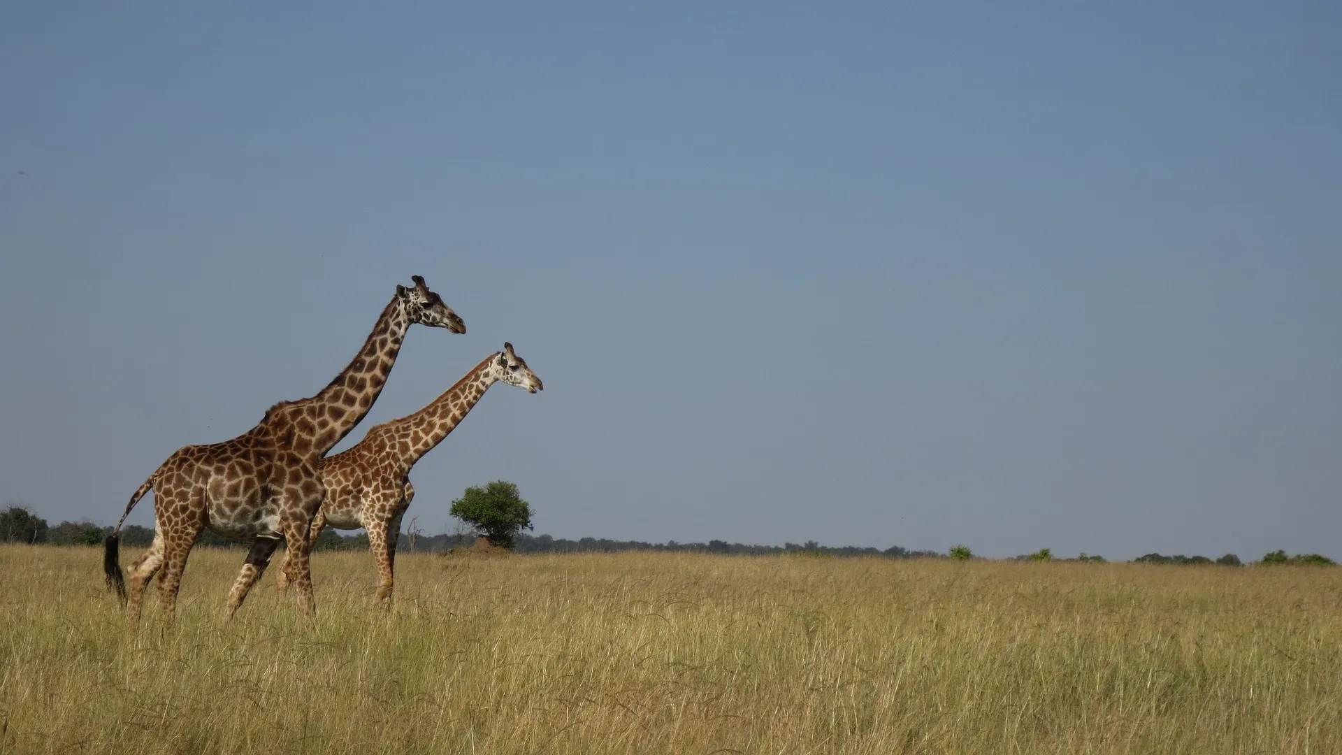 Giraffes at Mara