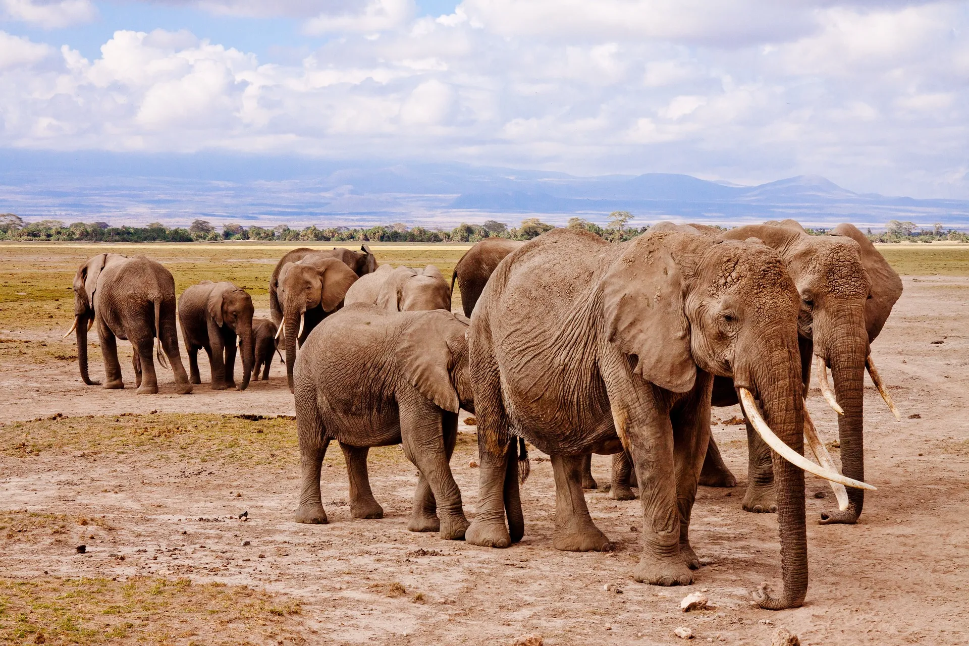 Elephants - safari kenya holiday package