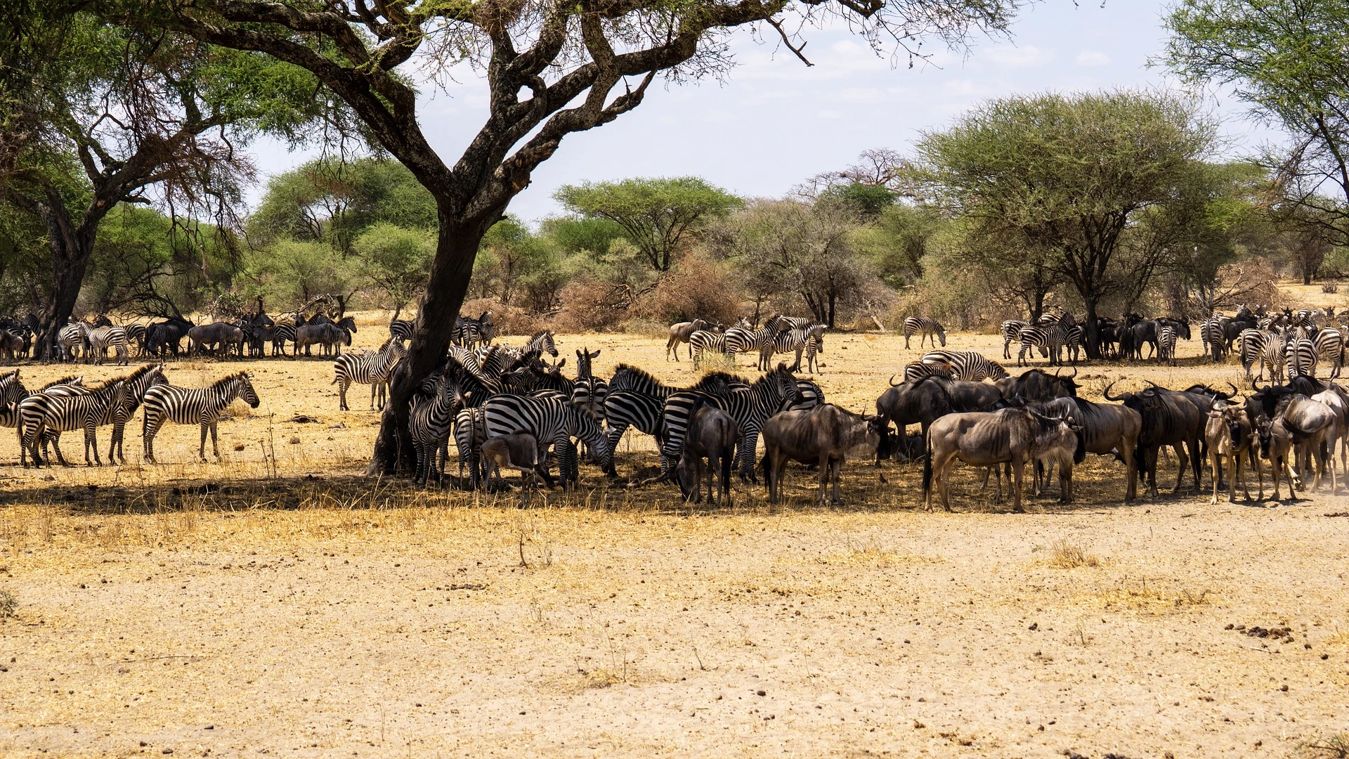 Wildebeest and zebras at Serengeti