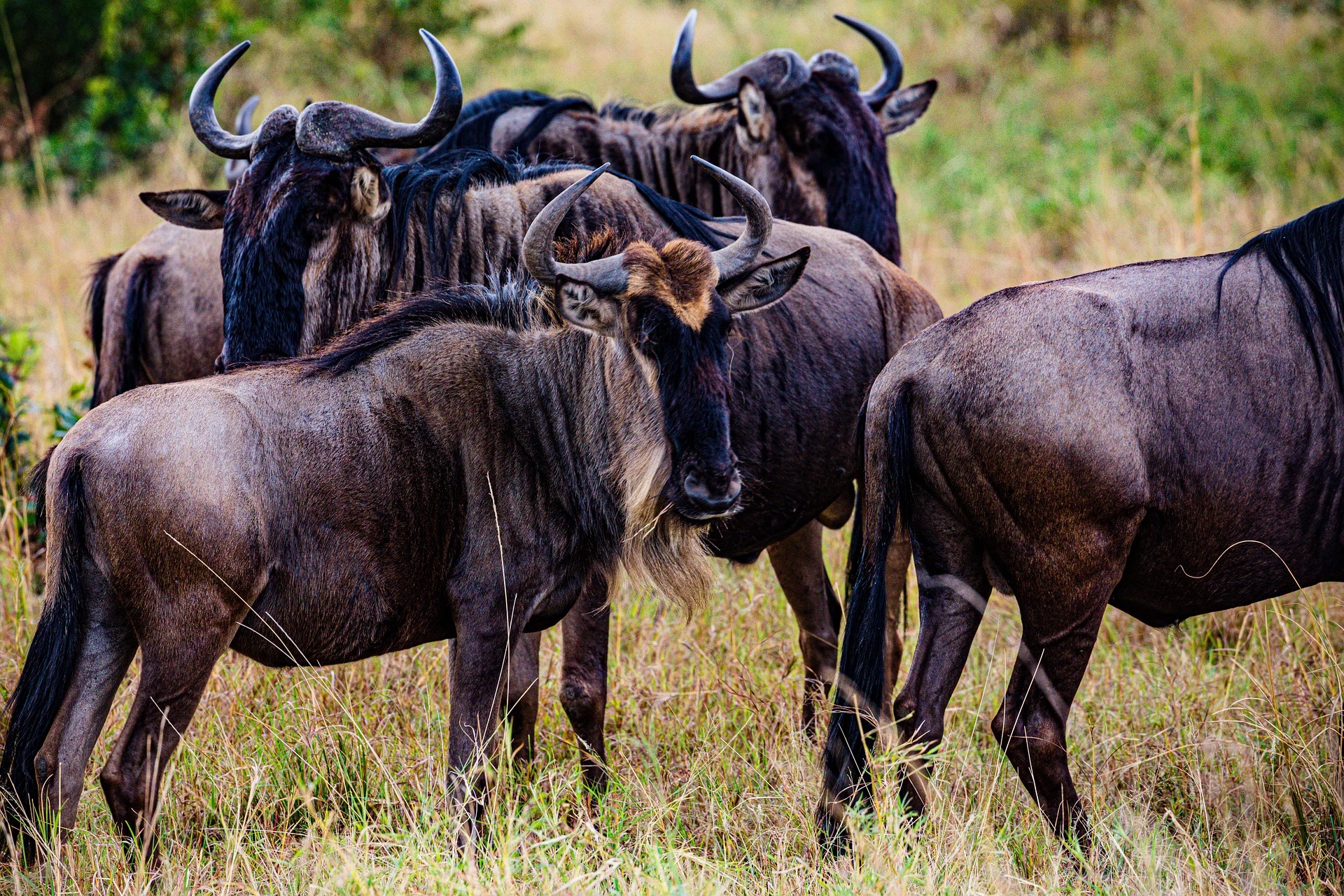 Wildebeest migration in Kenya