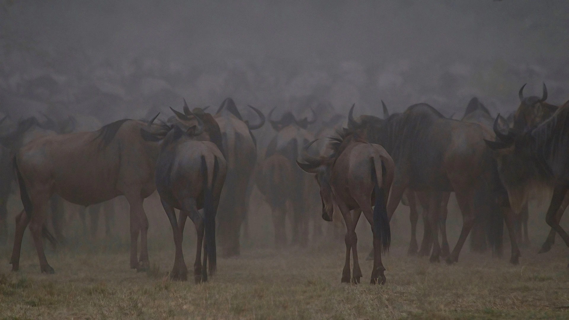 Wildebeest migration in Kenya