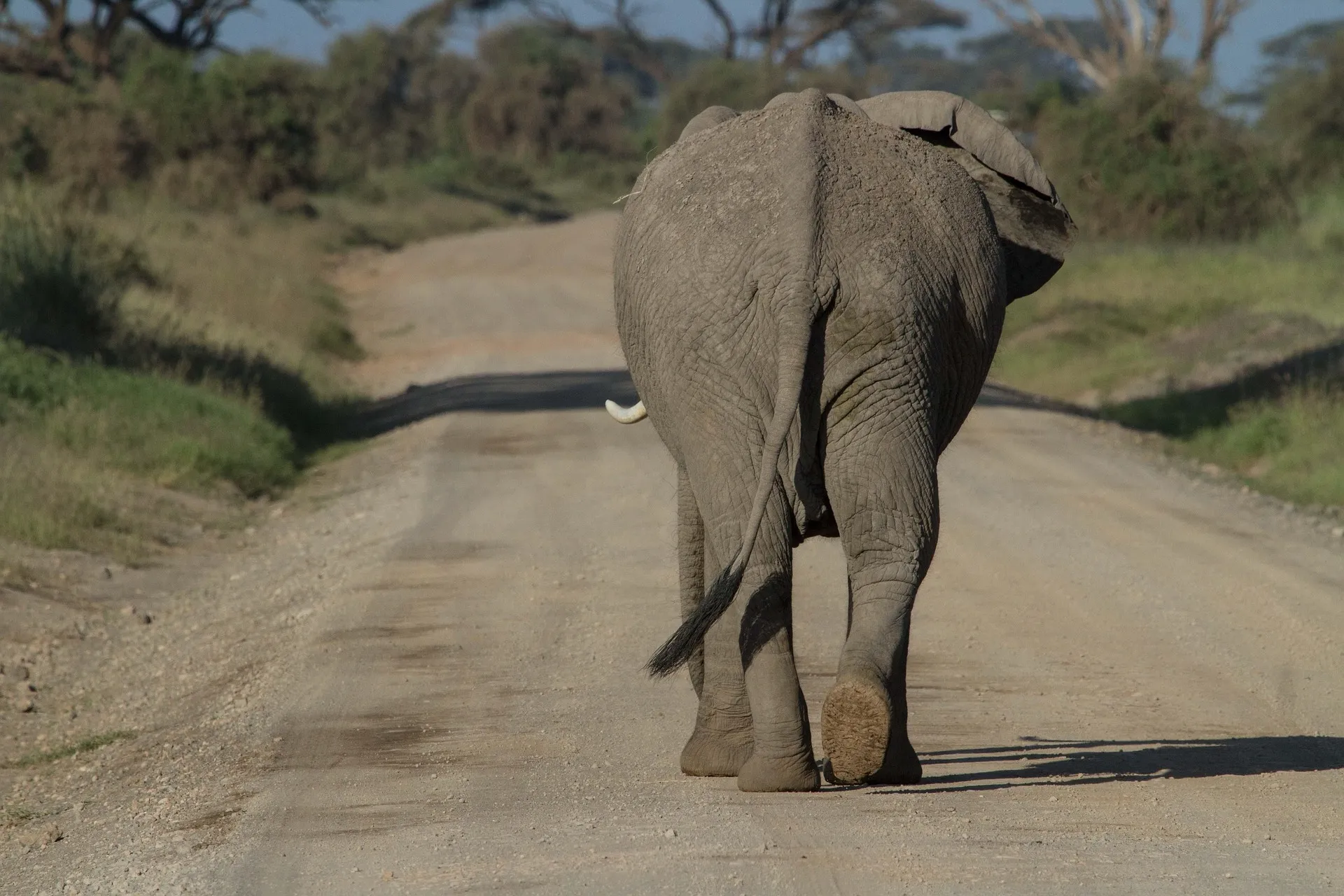 Elephant at Amboseli