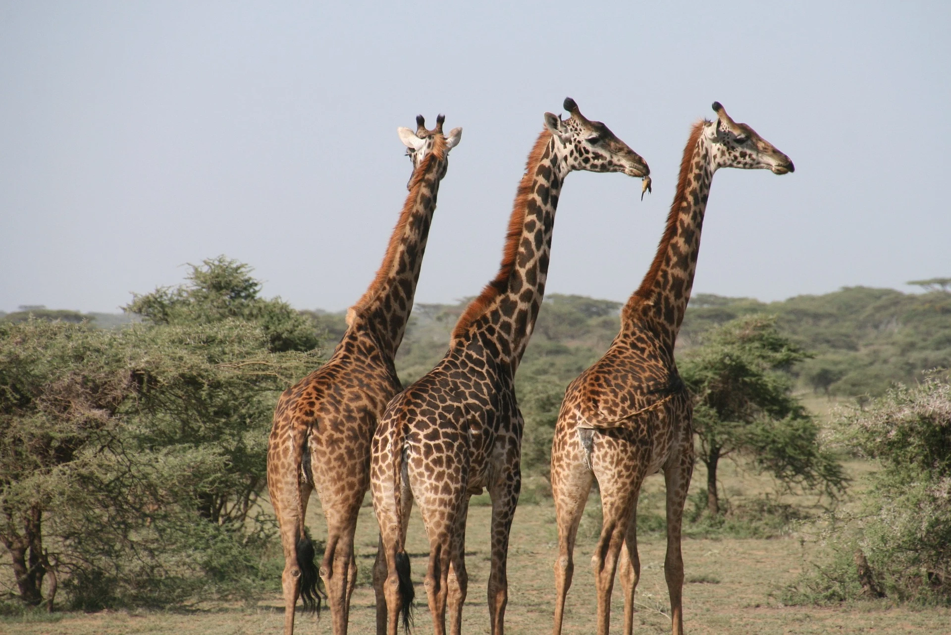 Giraffes in Kenya