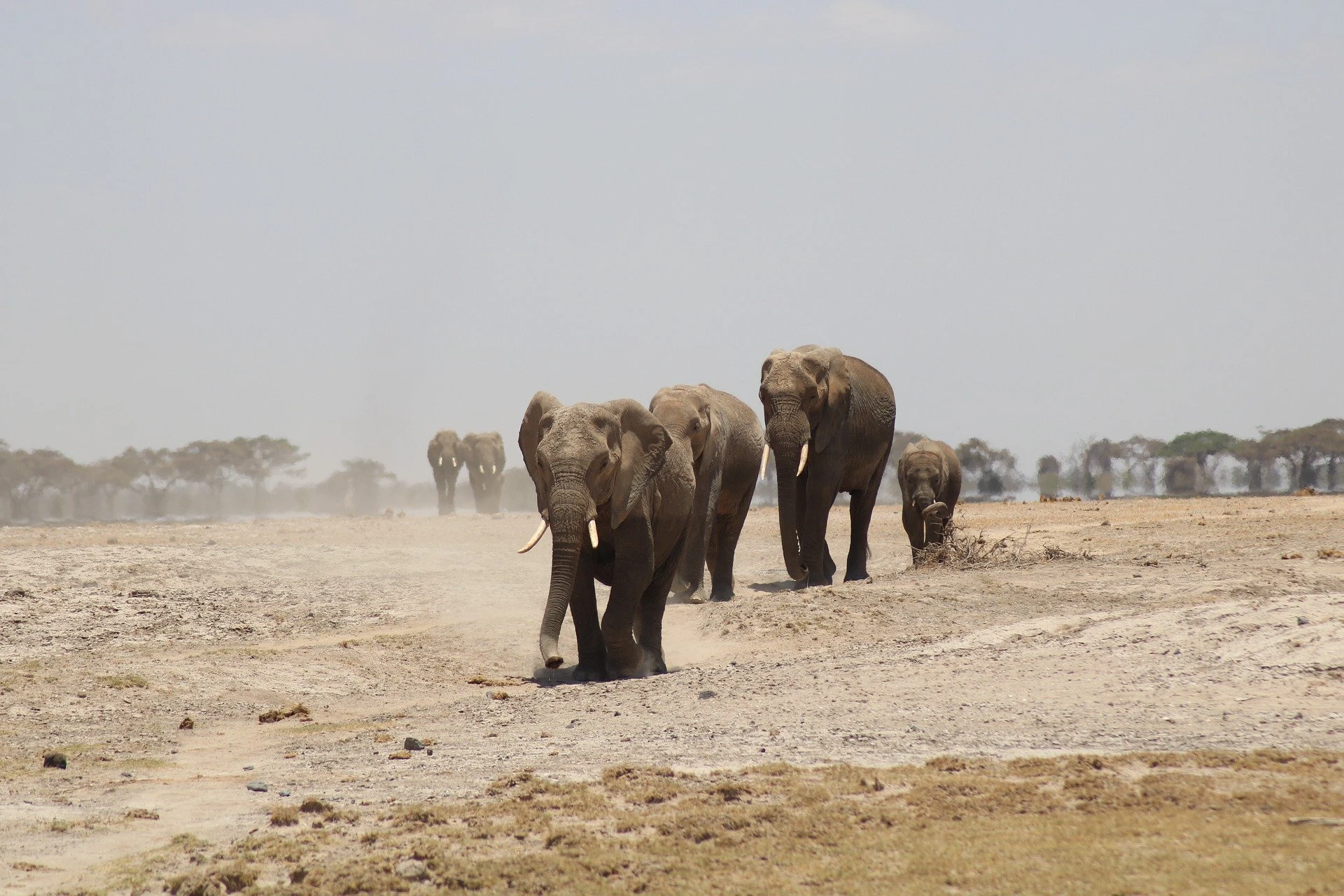 elephant at Amboseli - safaris in kenya africa