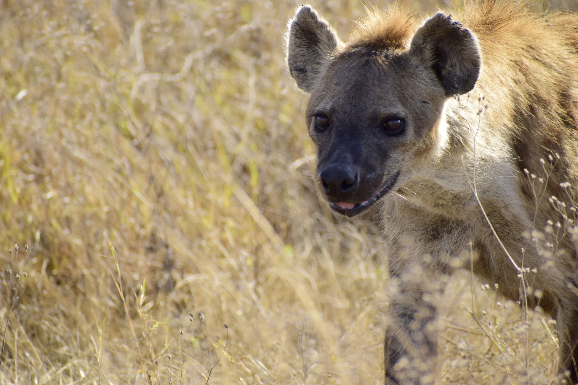 hyena in the jungle