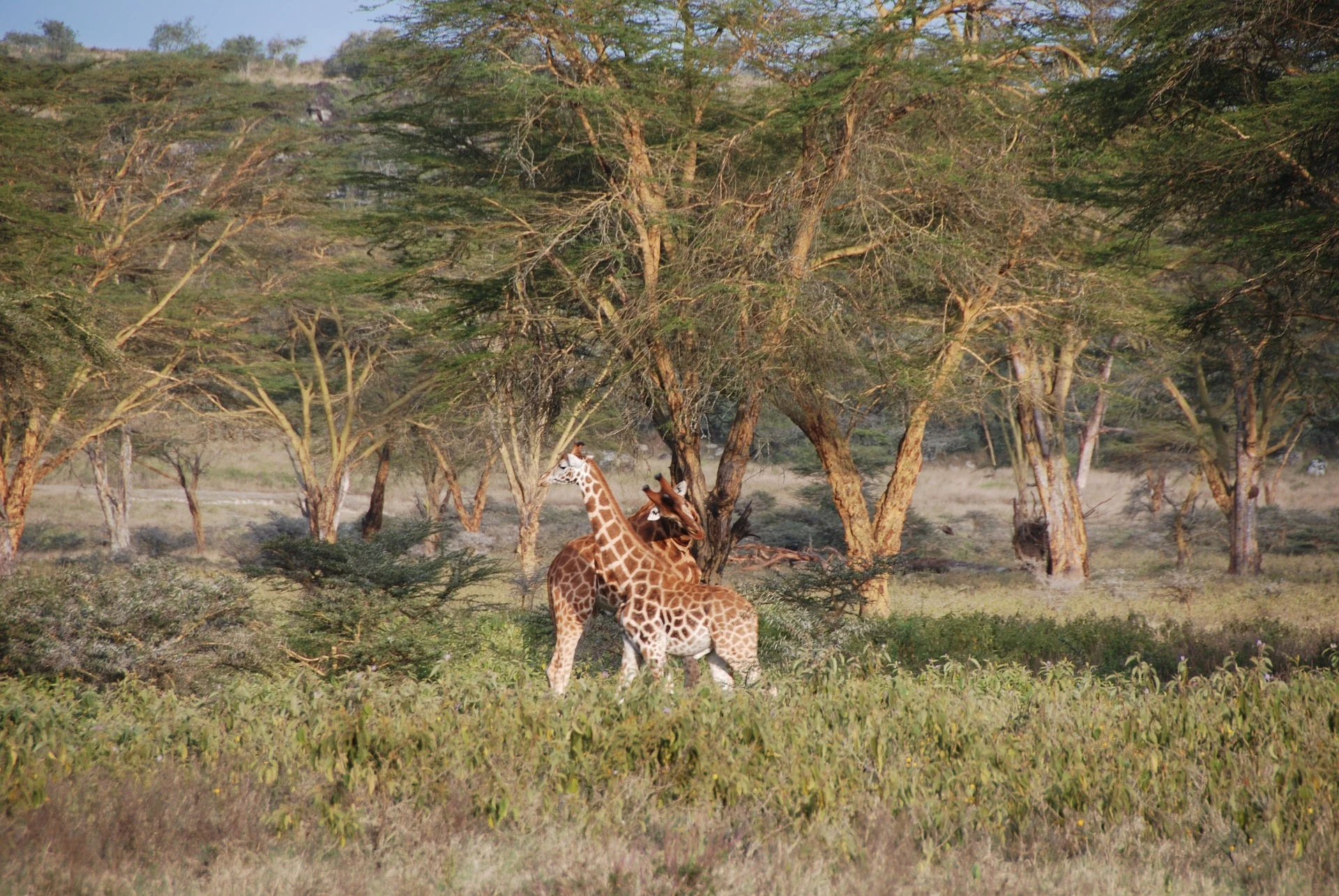 Giraffes fighting at Naivasha