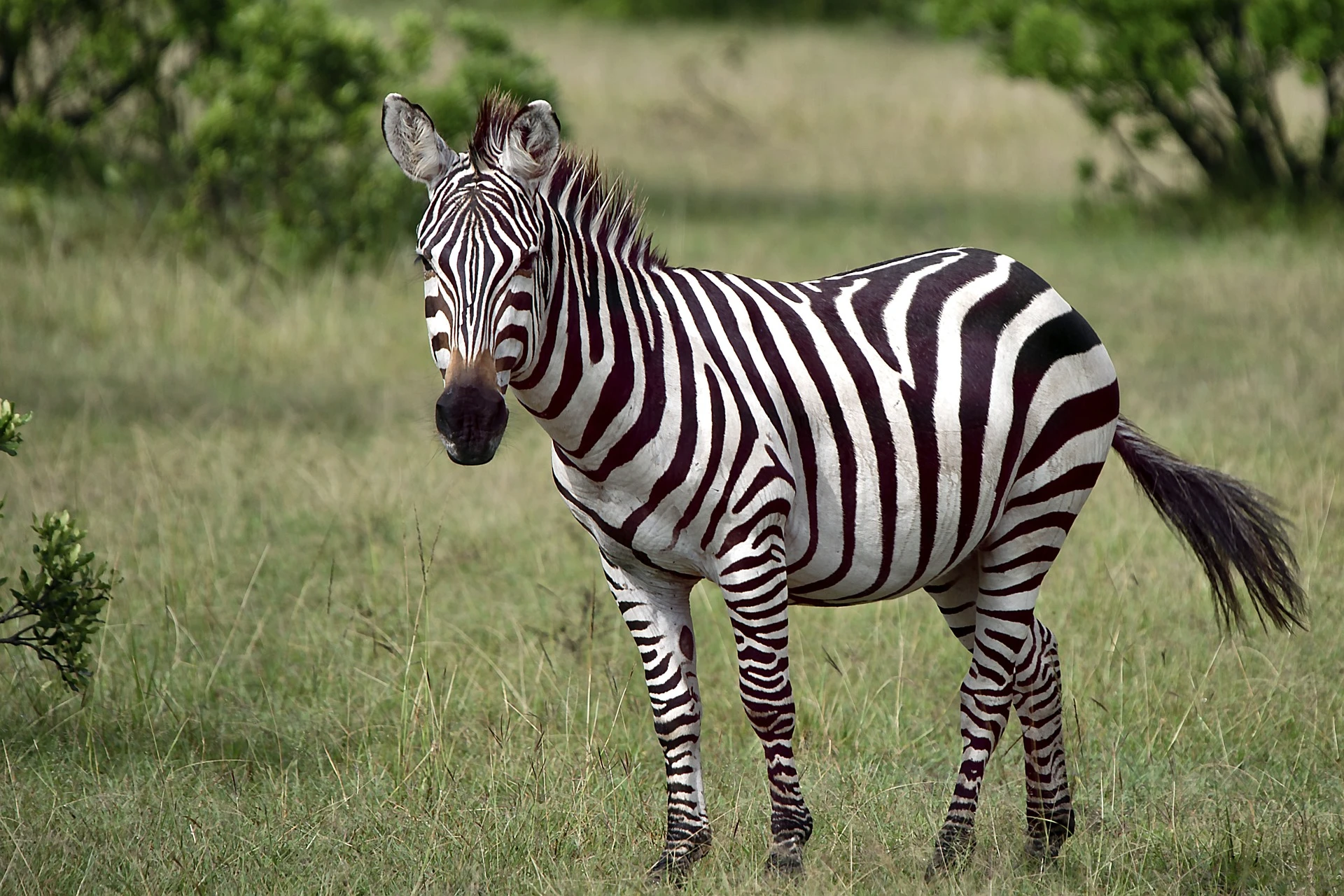 Zebra at National park