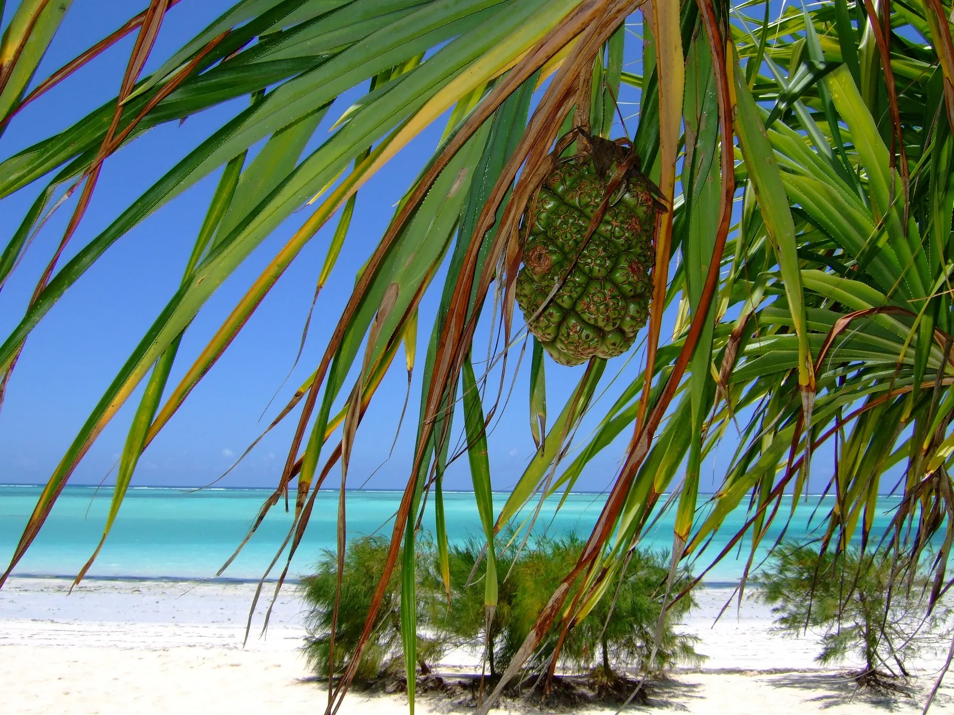 Zanzibar beach Tanzania