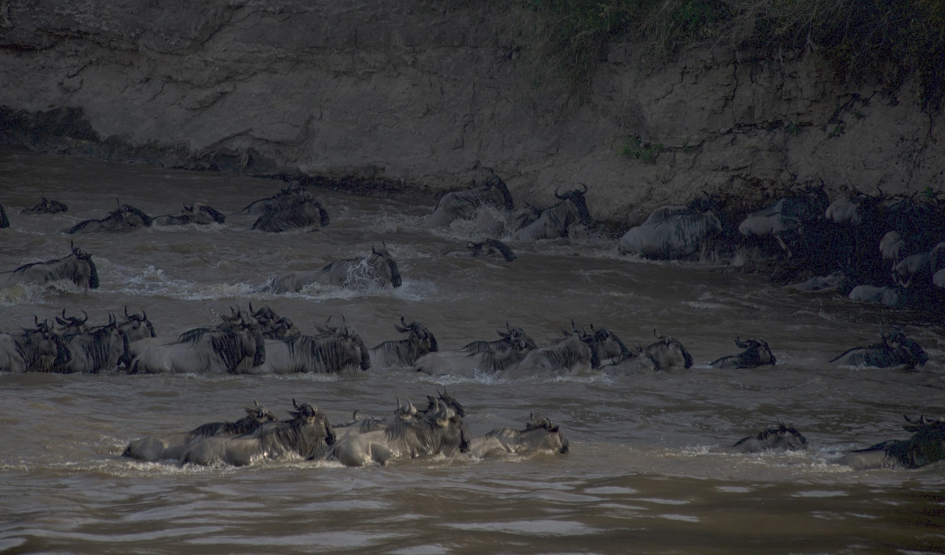 Mara river crossing of wildebeests