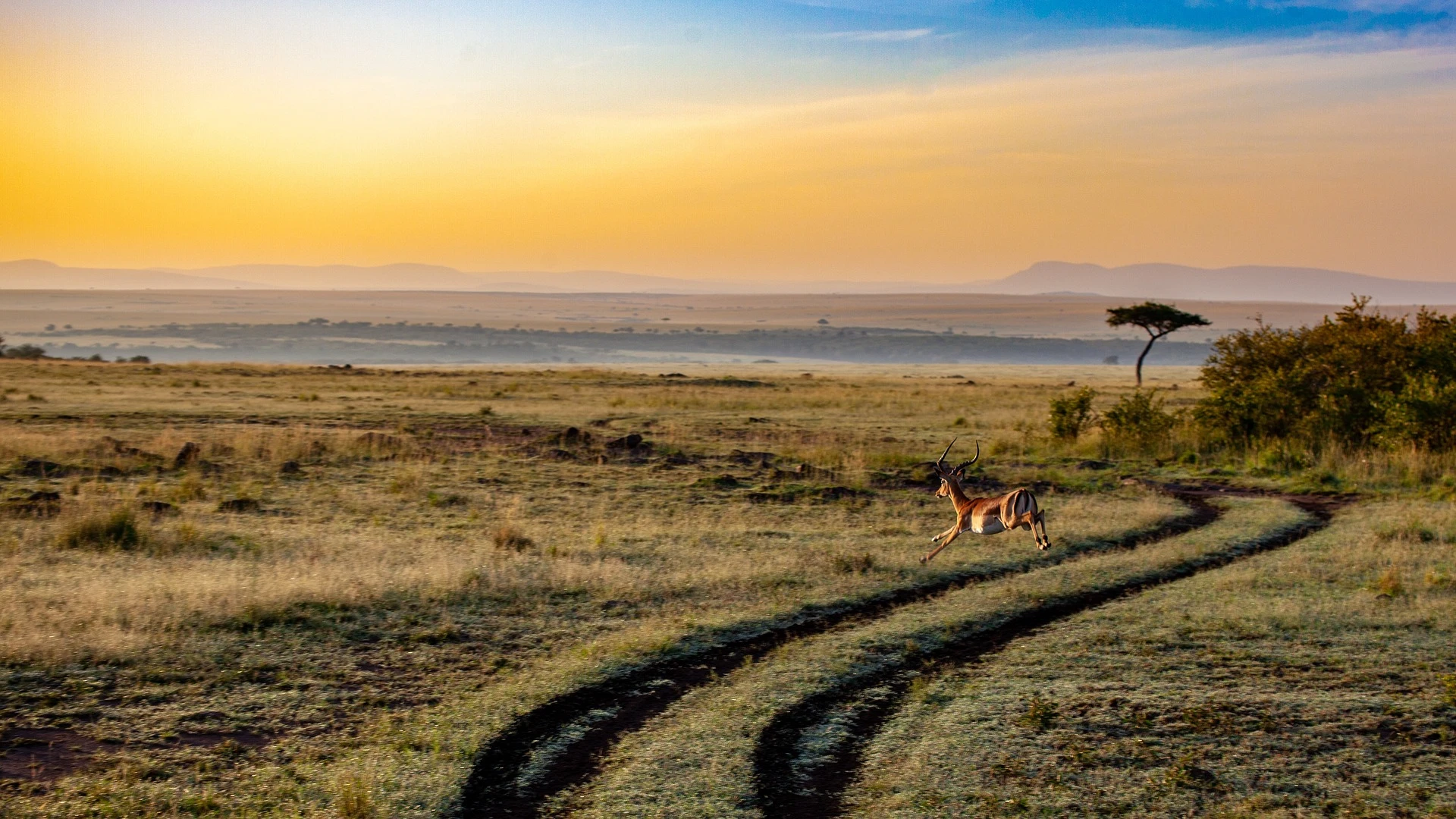 safari in Kenya - antelope