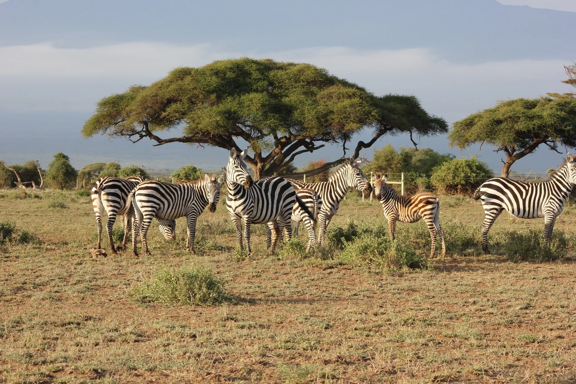 Zebra - 3 days tour of Mara