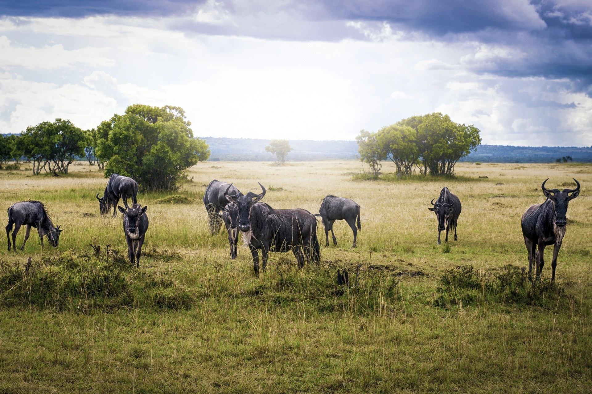 wildebeest migration tours - wildebeest at serengeti