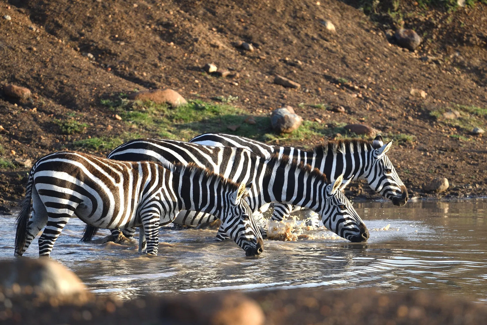 Zebra drinking water