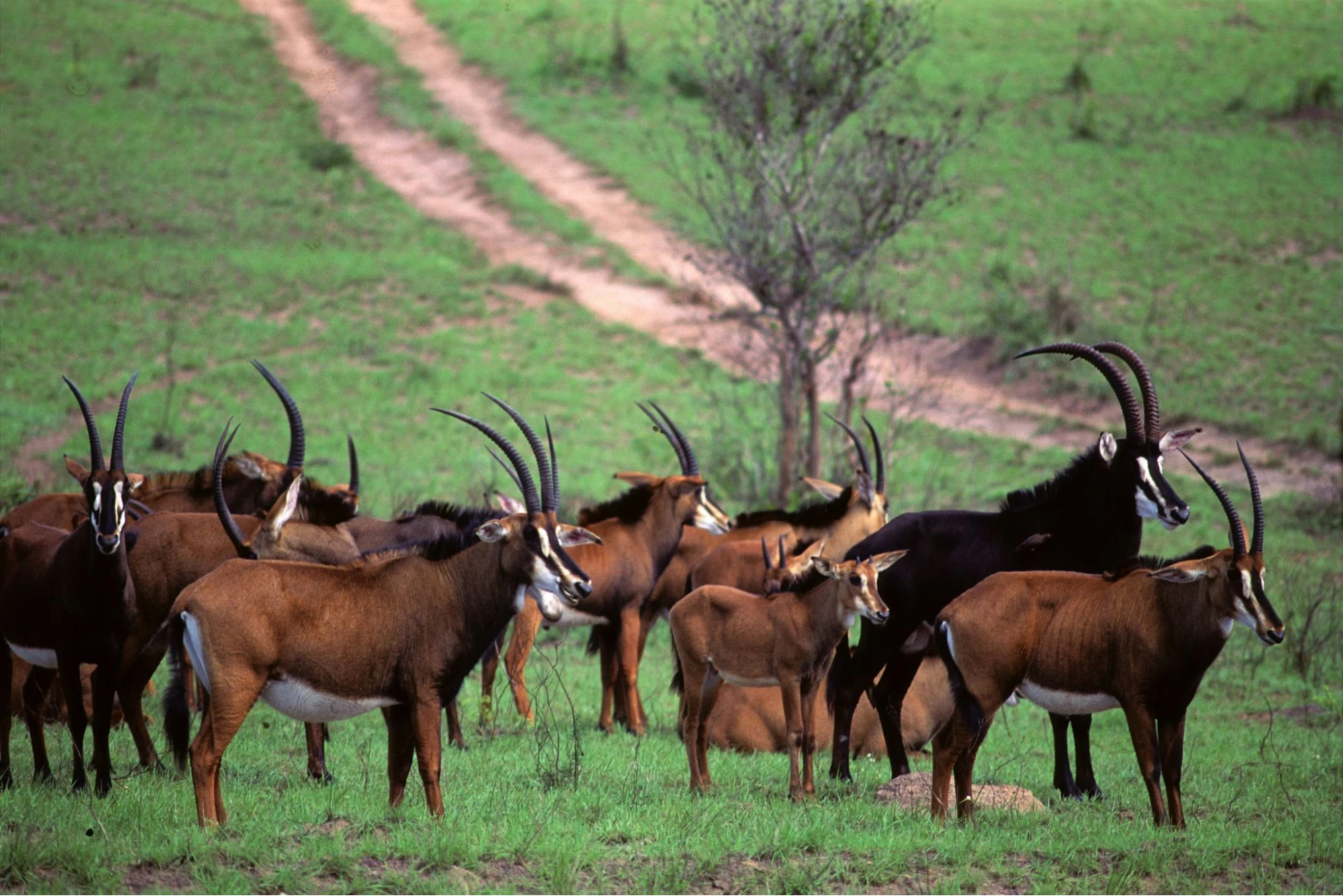 where is shimba hills located - sable antelopes