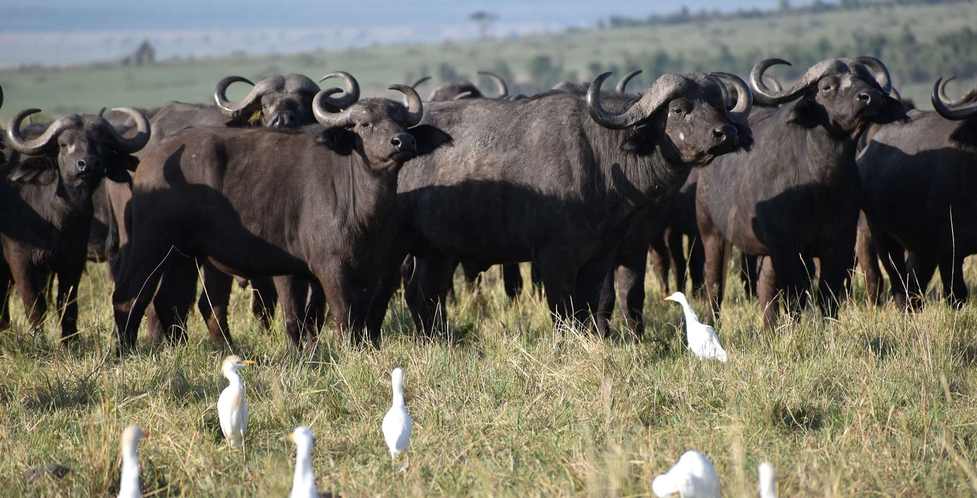 Buffalos on the lookout