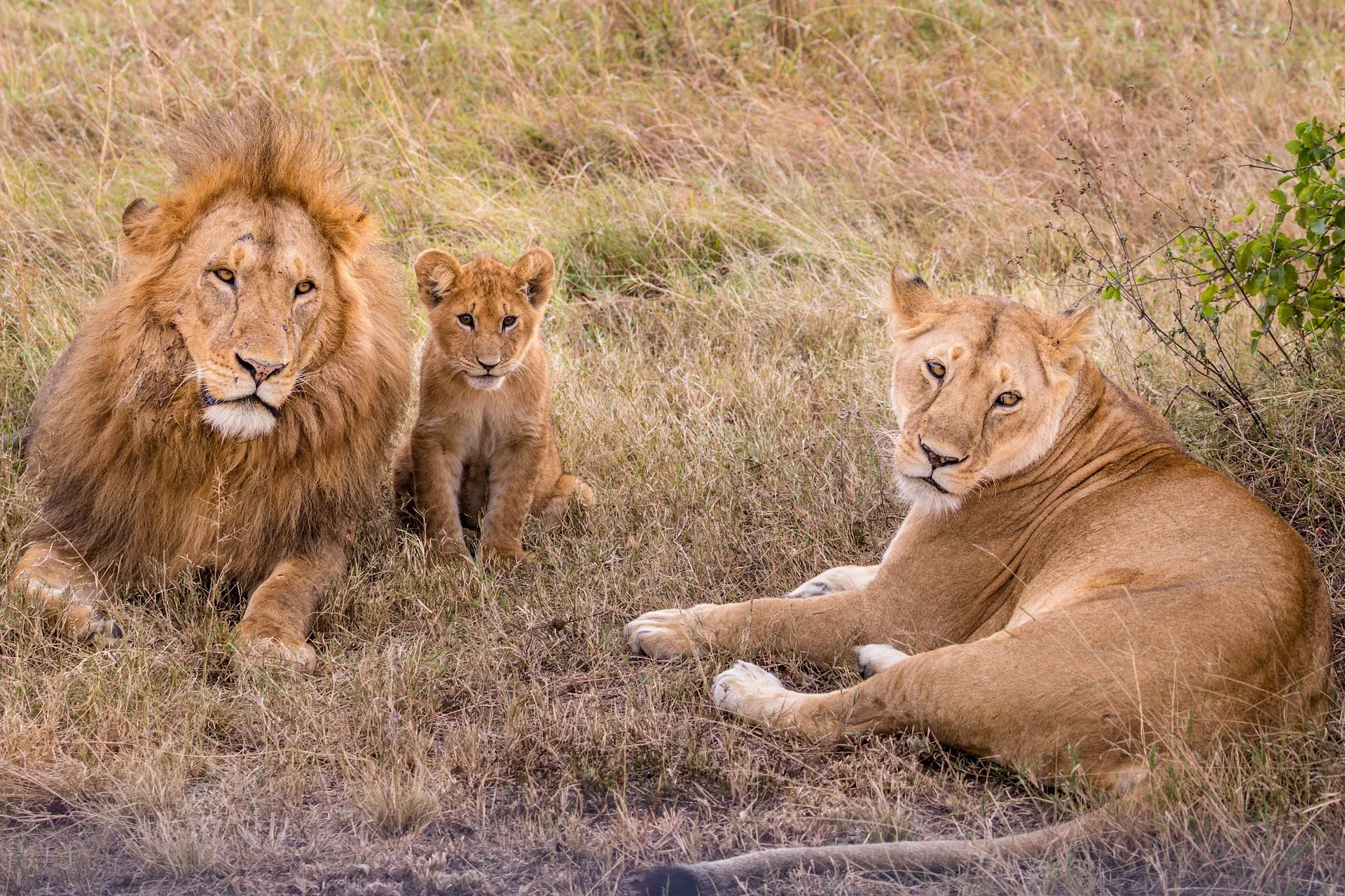 a family of lion resting