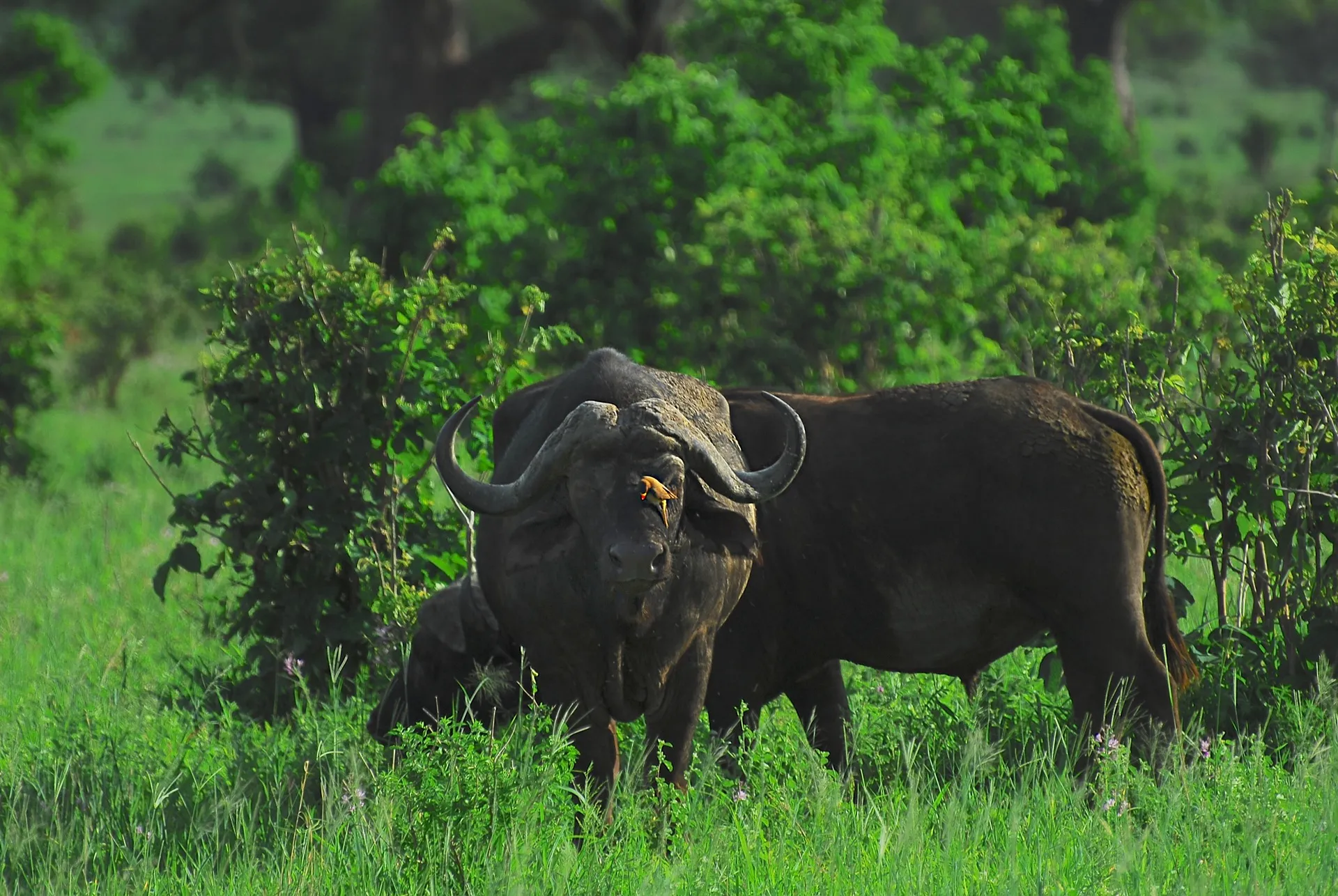 Buffaloes at Tarangire National Park