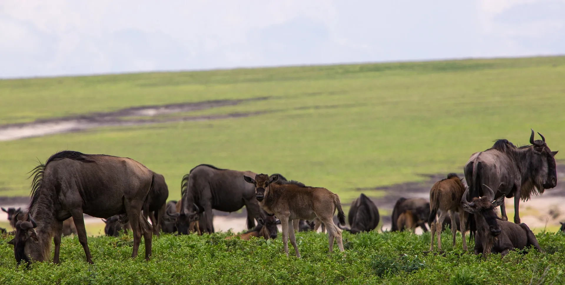 Ngorongoro crater wildebeest