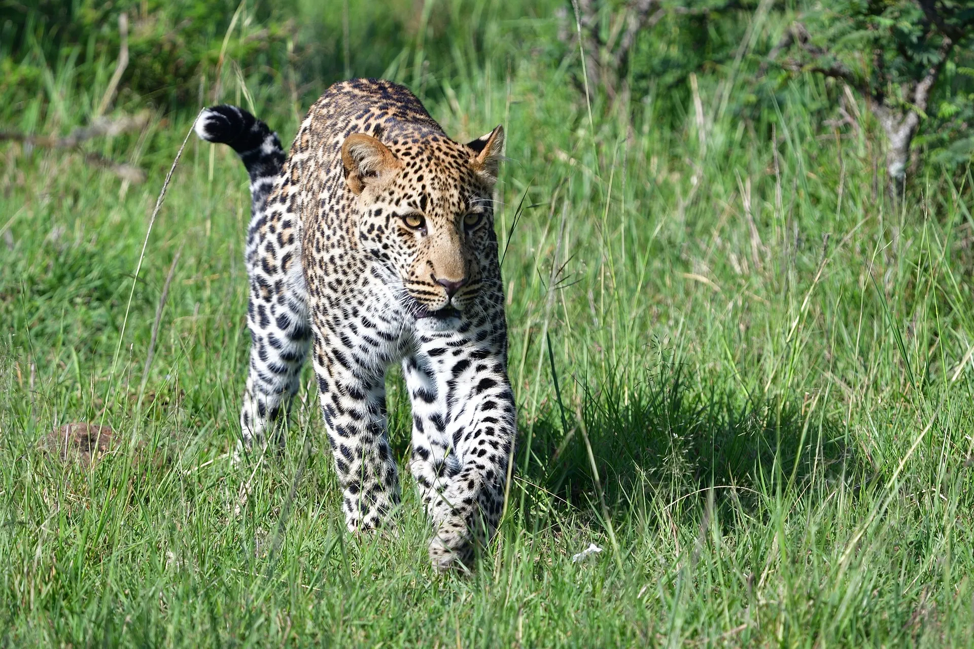 Leopard in Kenya Masai Mara location