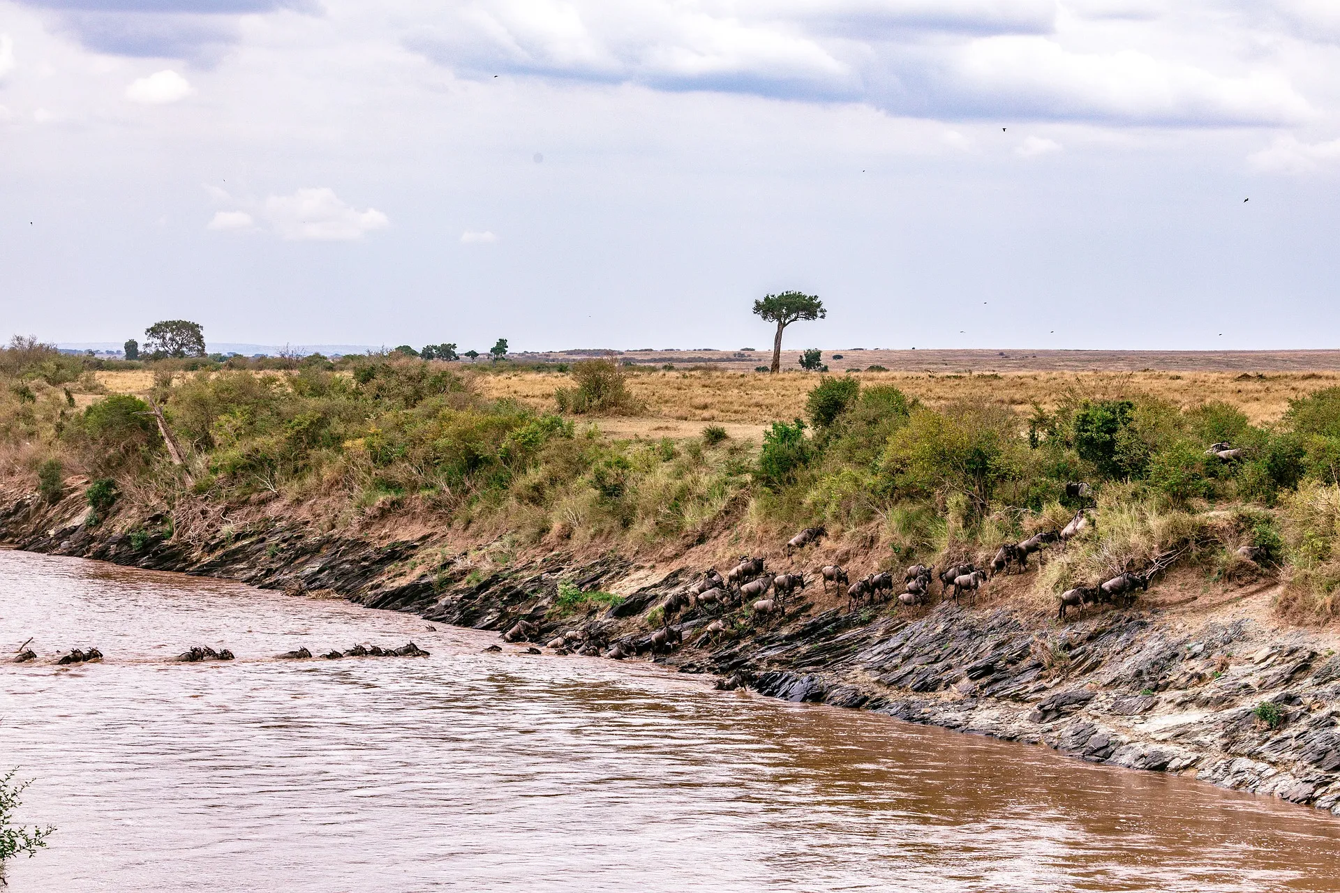 wildebeest migration in africa Kenya