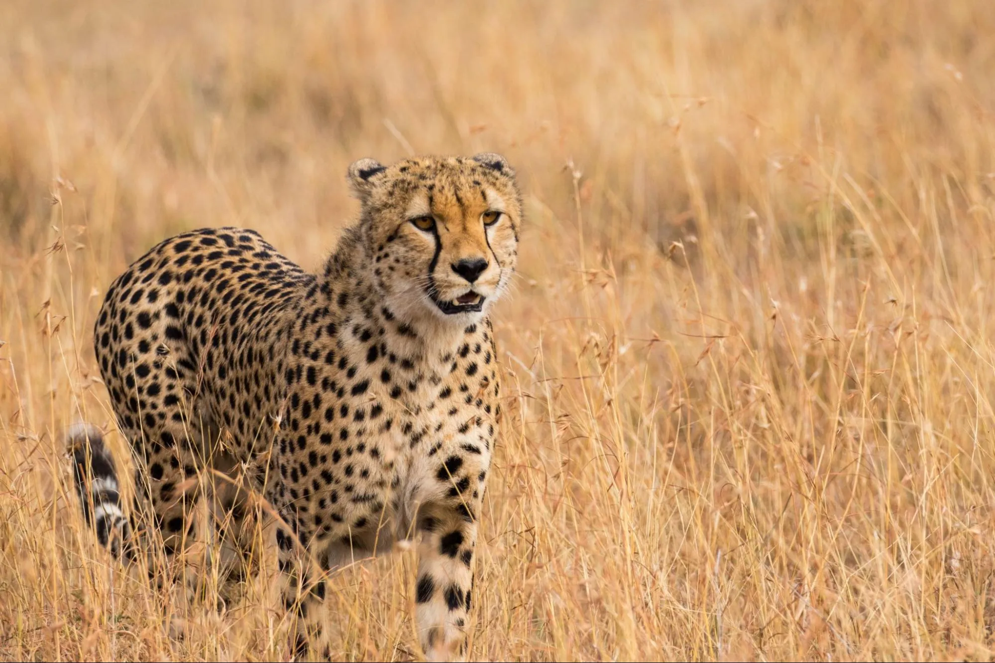 A cheetah at Masai Mara National Reserve