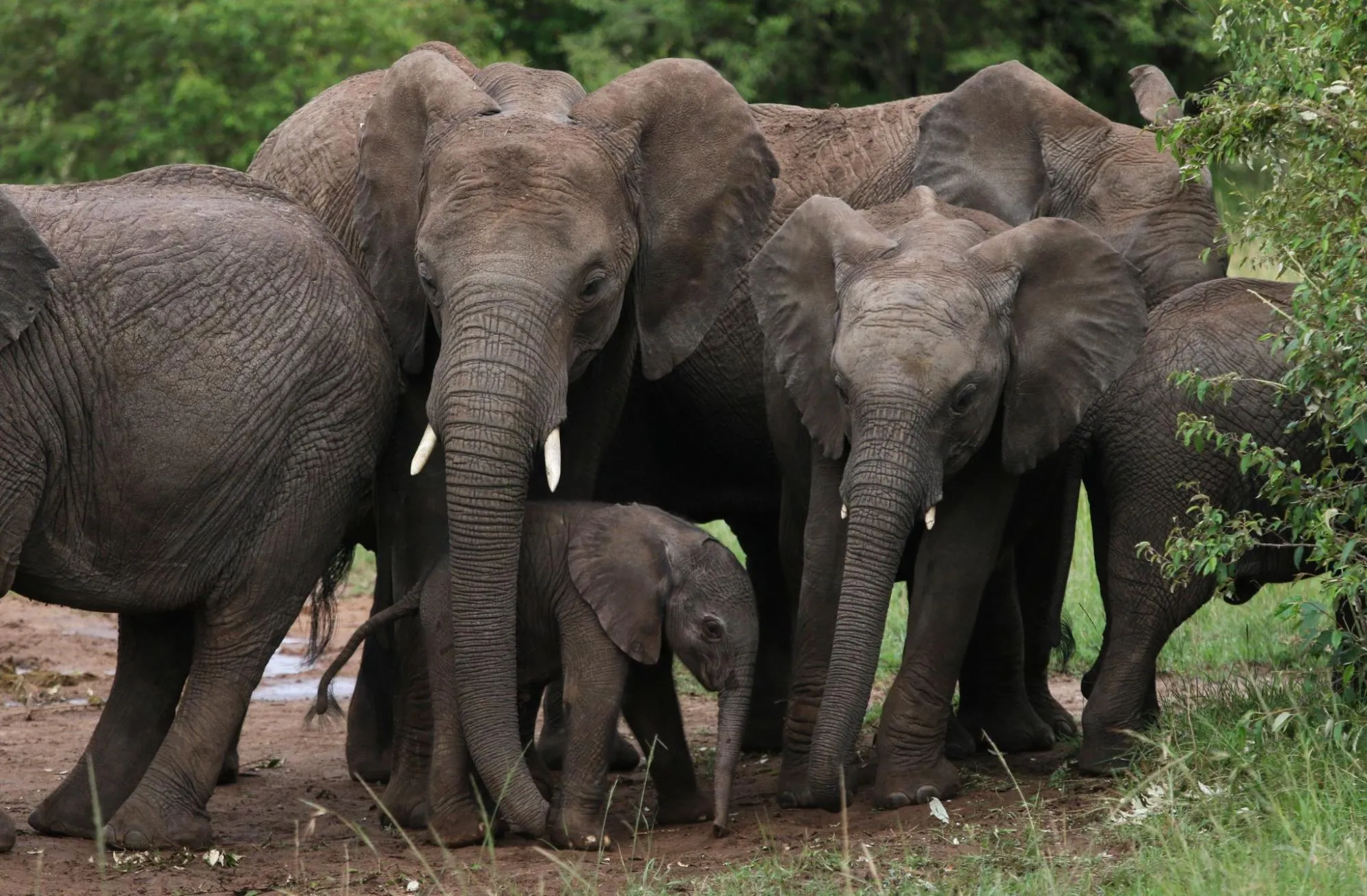 game drives in Kenya - Elephants